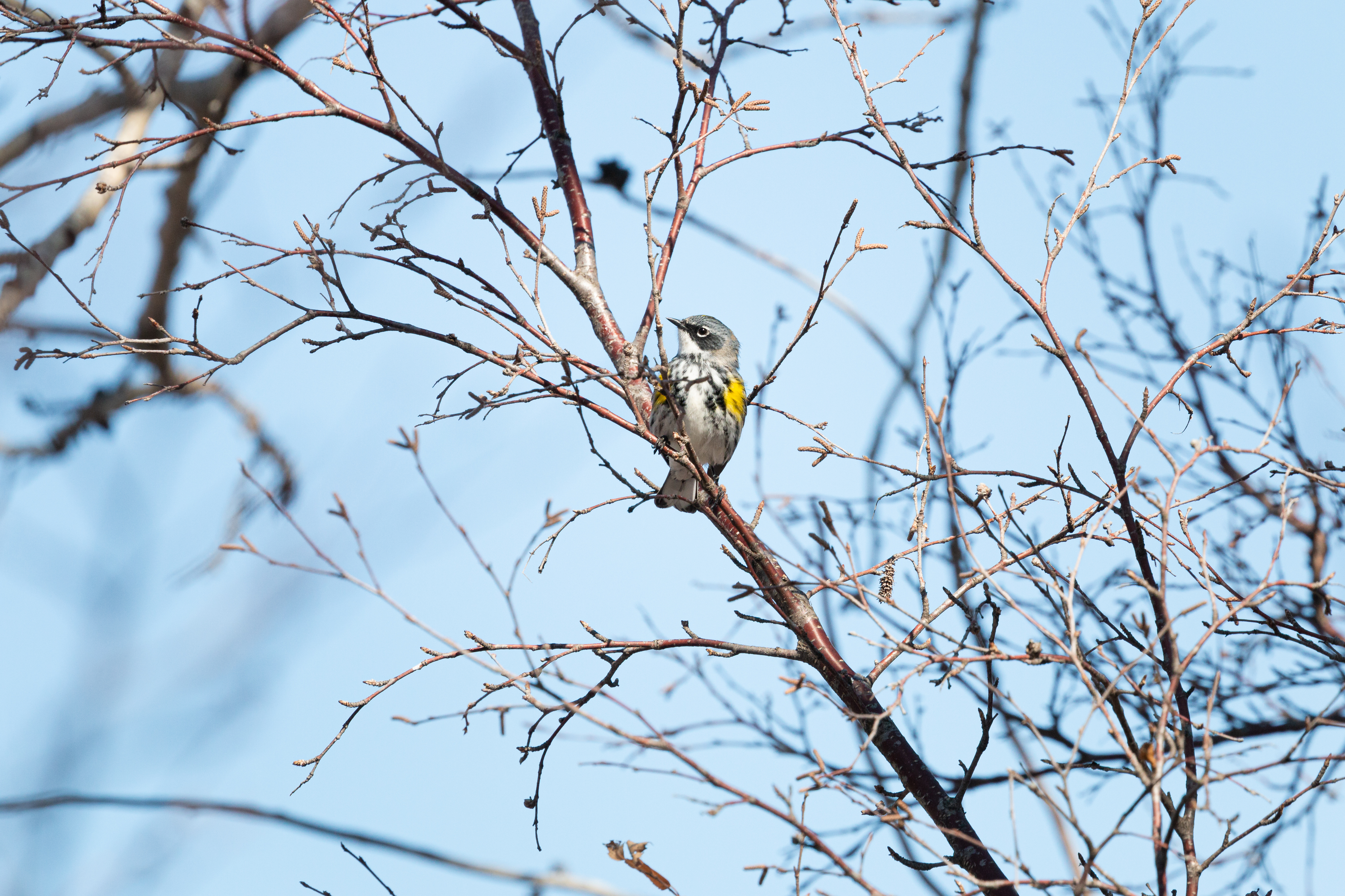 yellow-rumped-2022-04-23- MG 2340-24
