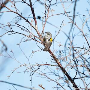 yellow-rumped-2022-04-23- MG 2340-24