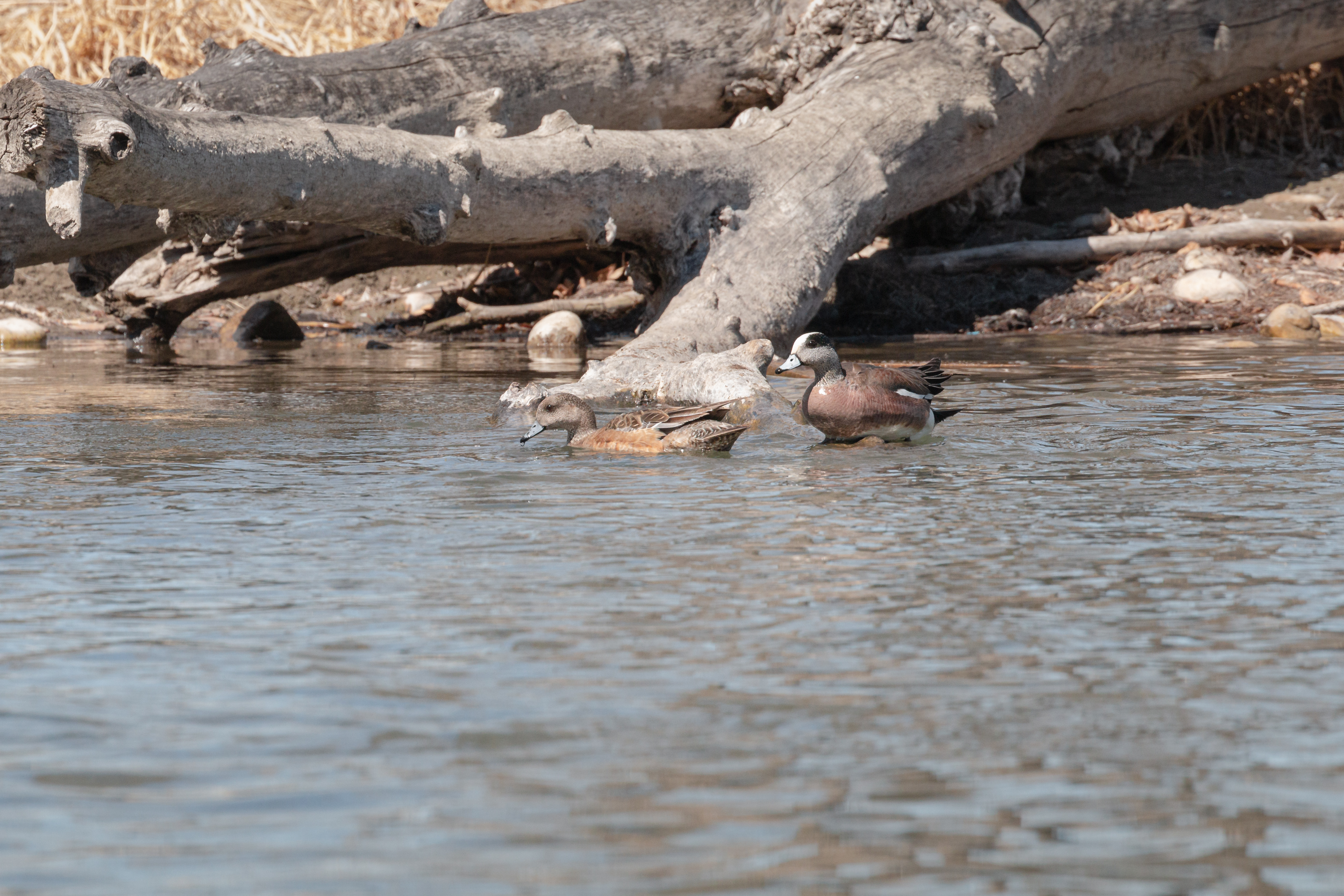 american-wigeon-2022-04-23- MG 2567-5