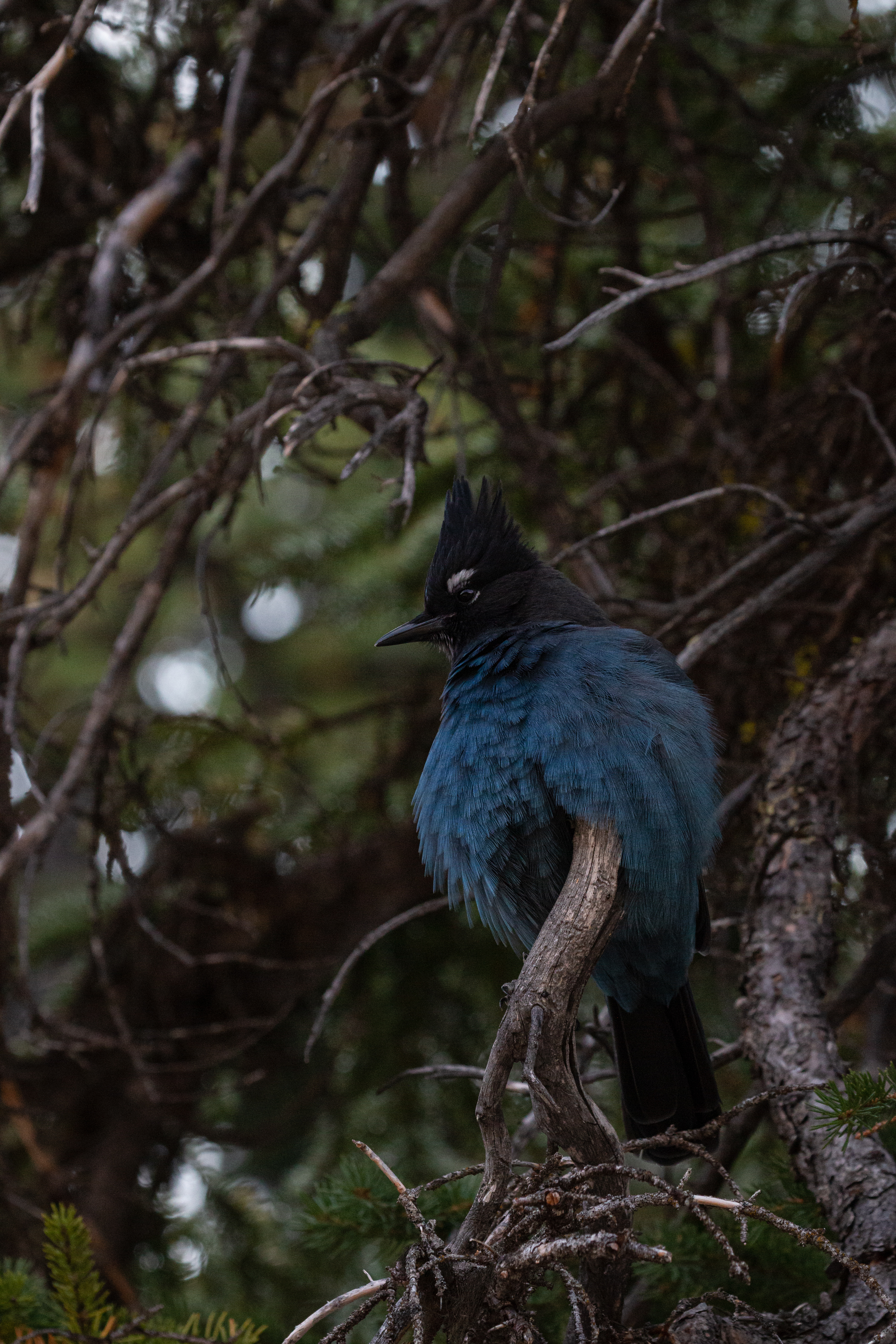 stellars-jay-6-2022-09-11