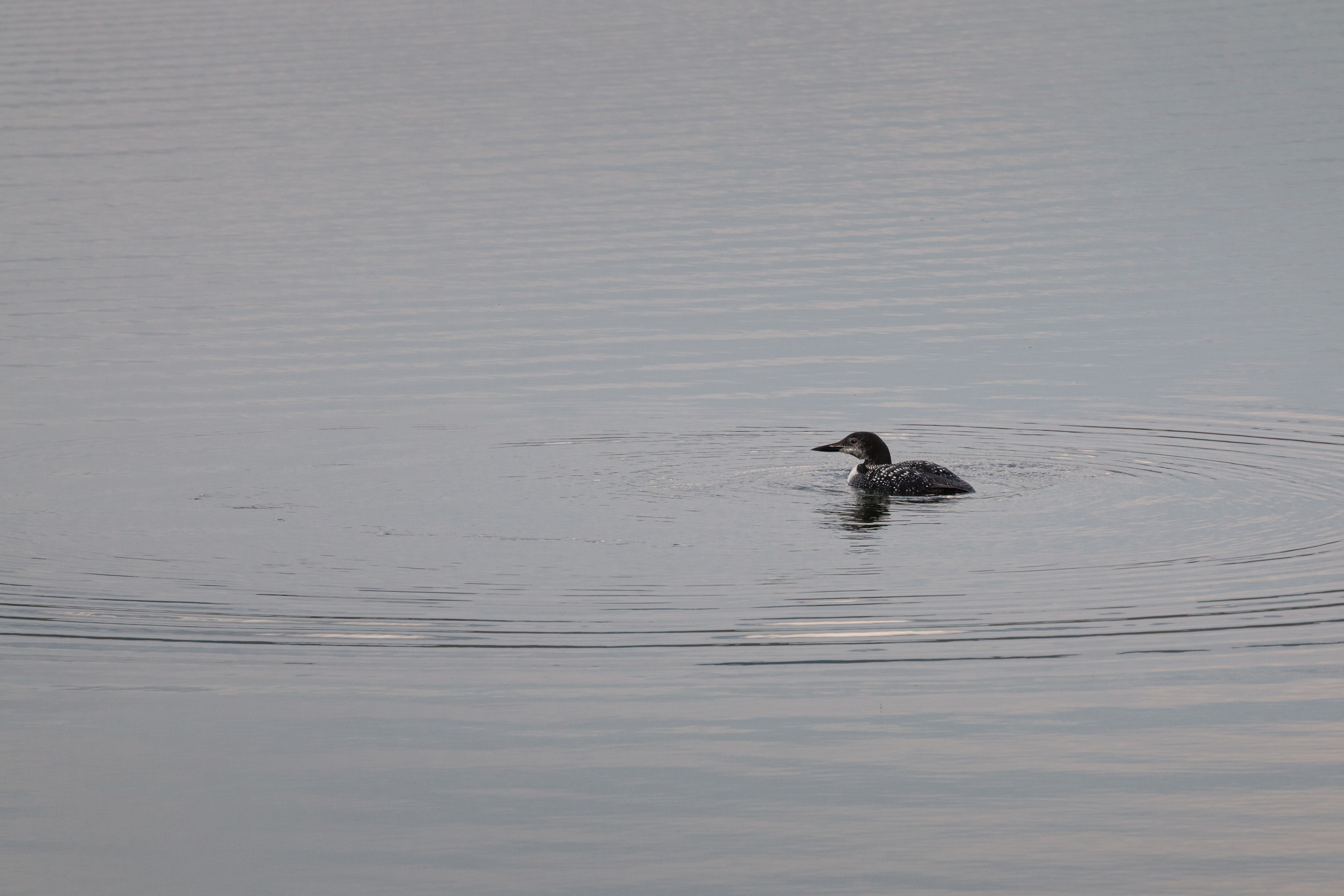 loon 2021-09-05- MG 0024-11