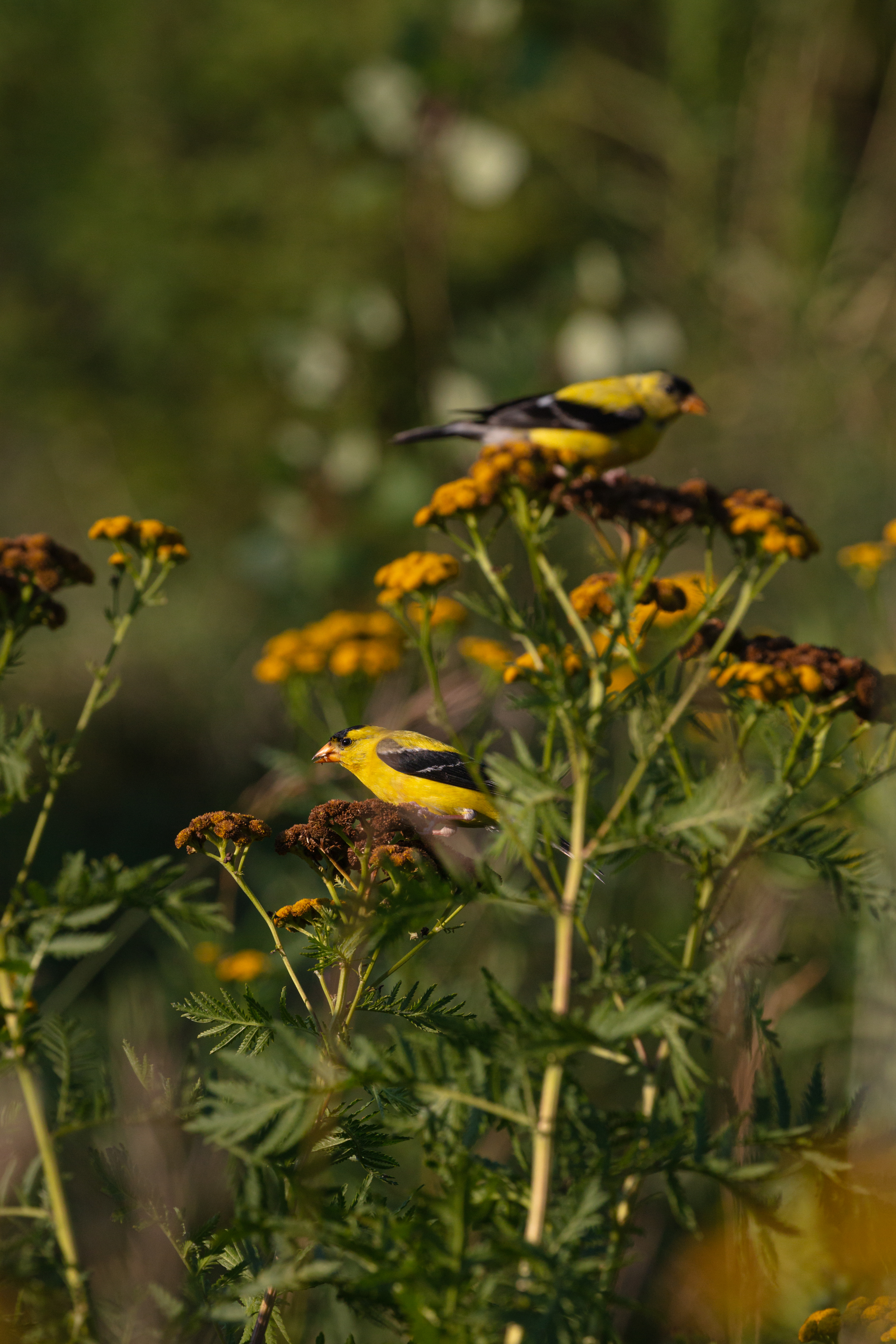 American-Goldfinch-5-2020-08-10