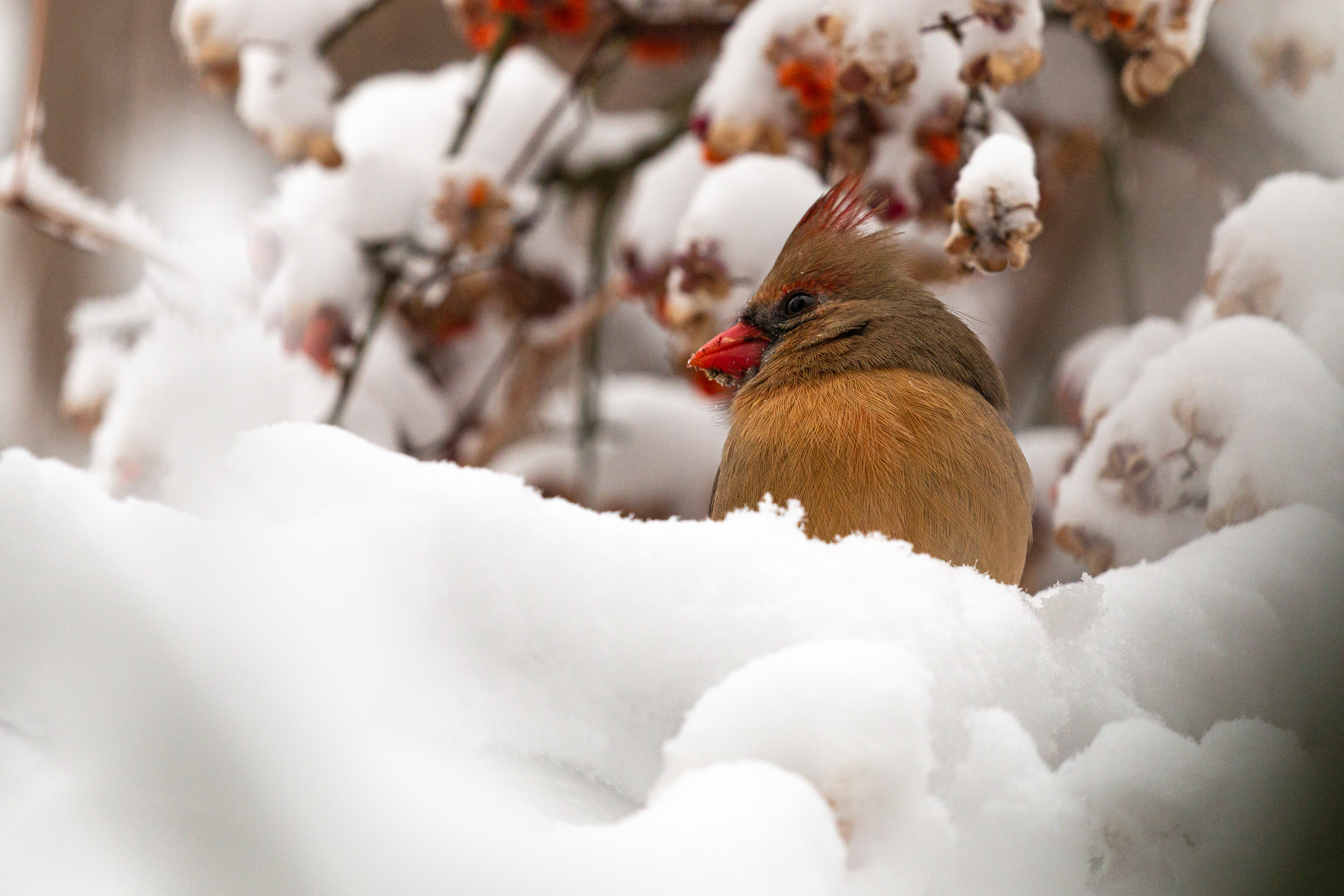 Northern-Cardinal-5-2020-12-25- MG 4322-8