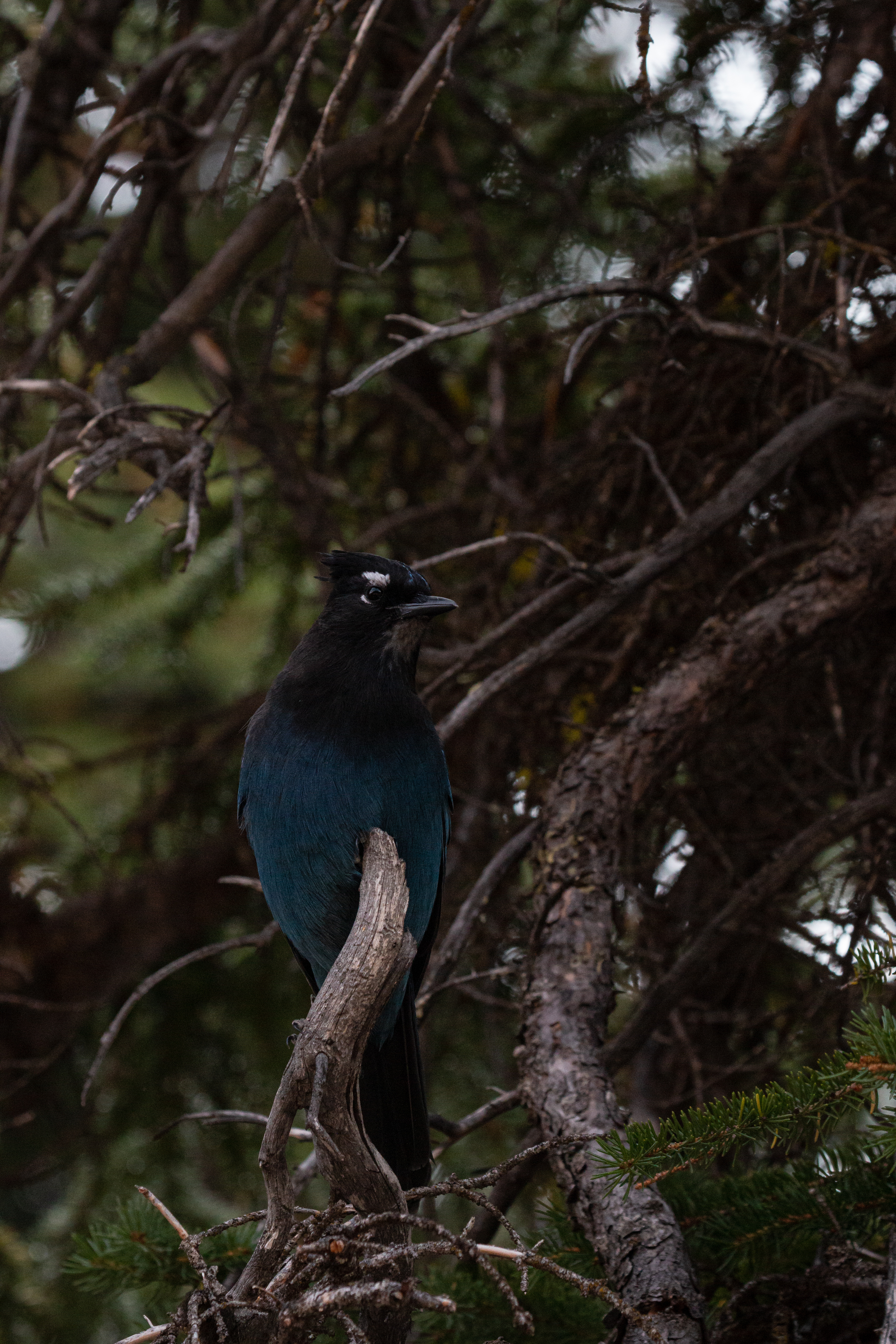 stellars-jay-4-2022-09-11