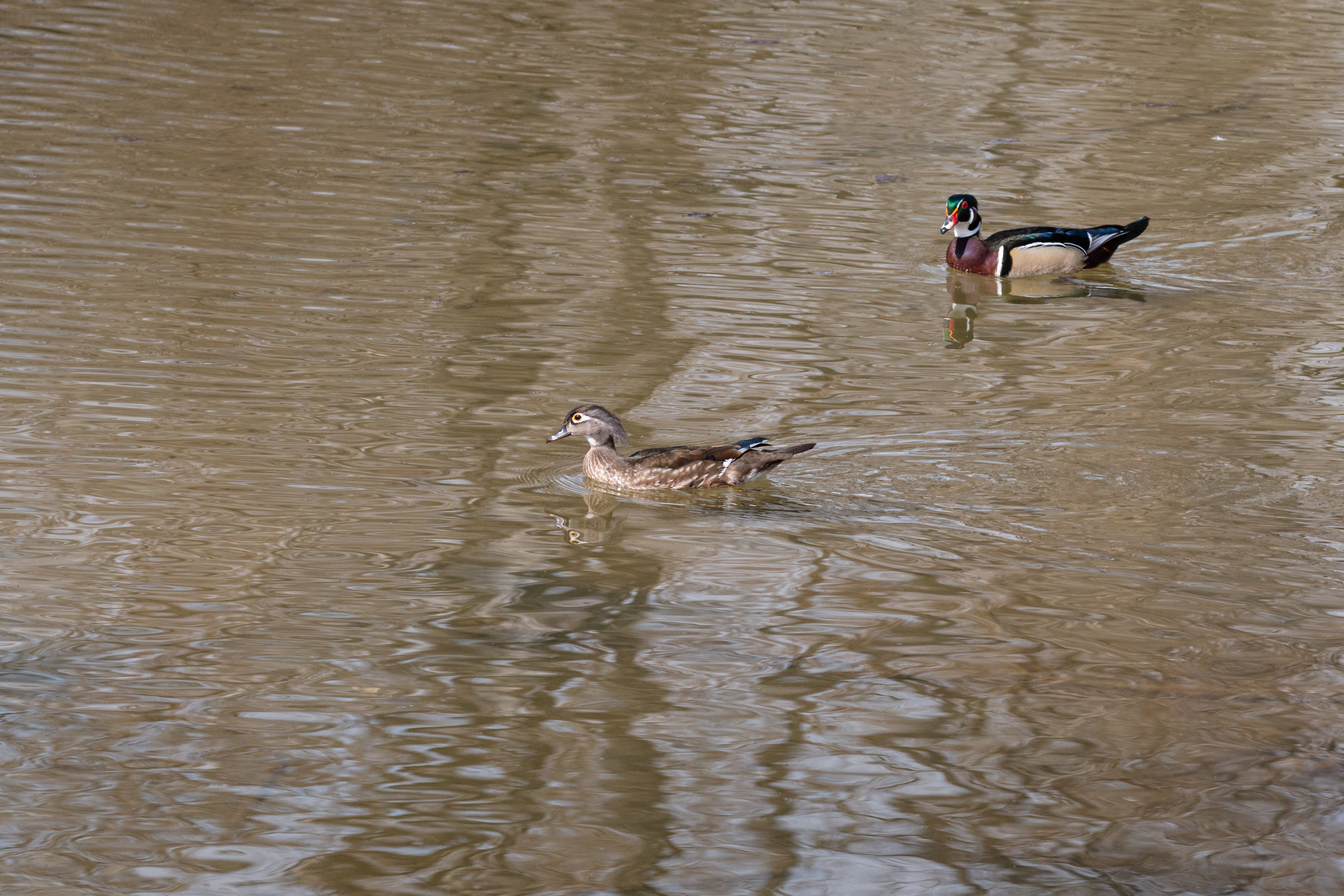 wood-duck-2022-05-02- MG 2997-8