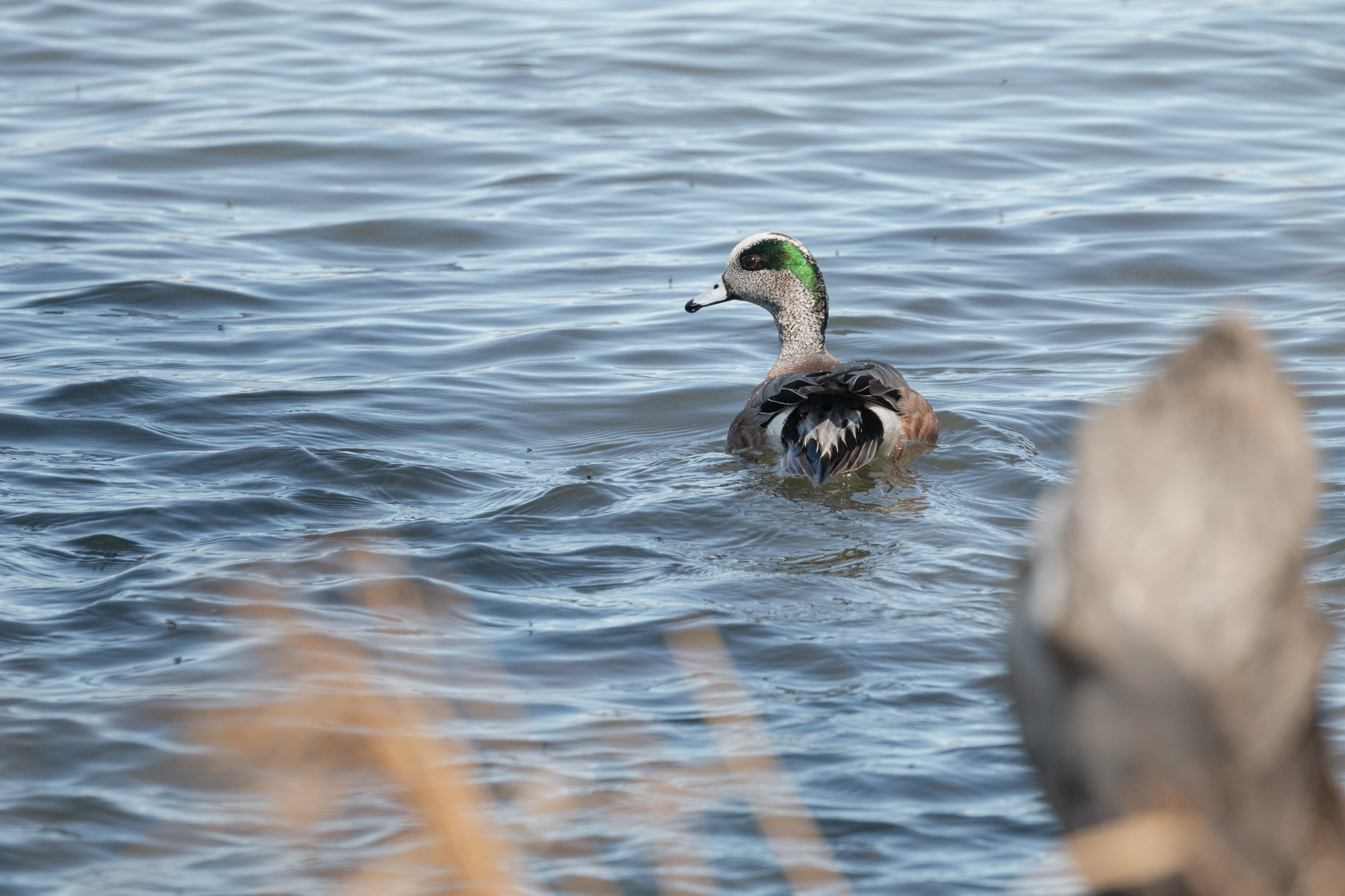 american-wigeon-2022-04-23- MG 2591-12