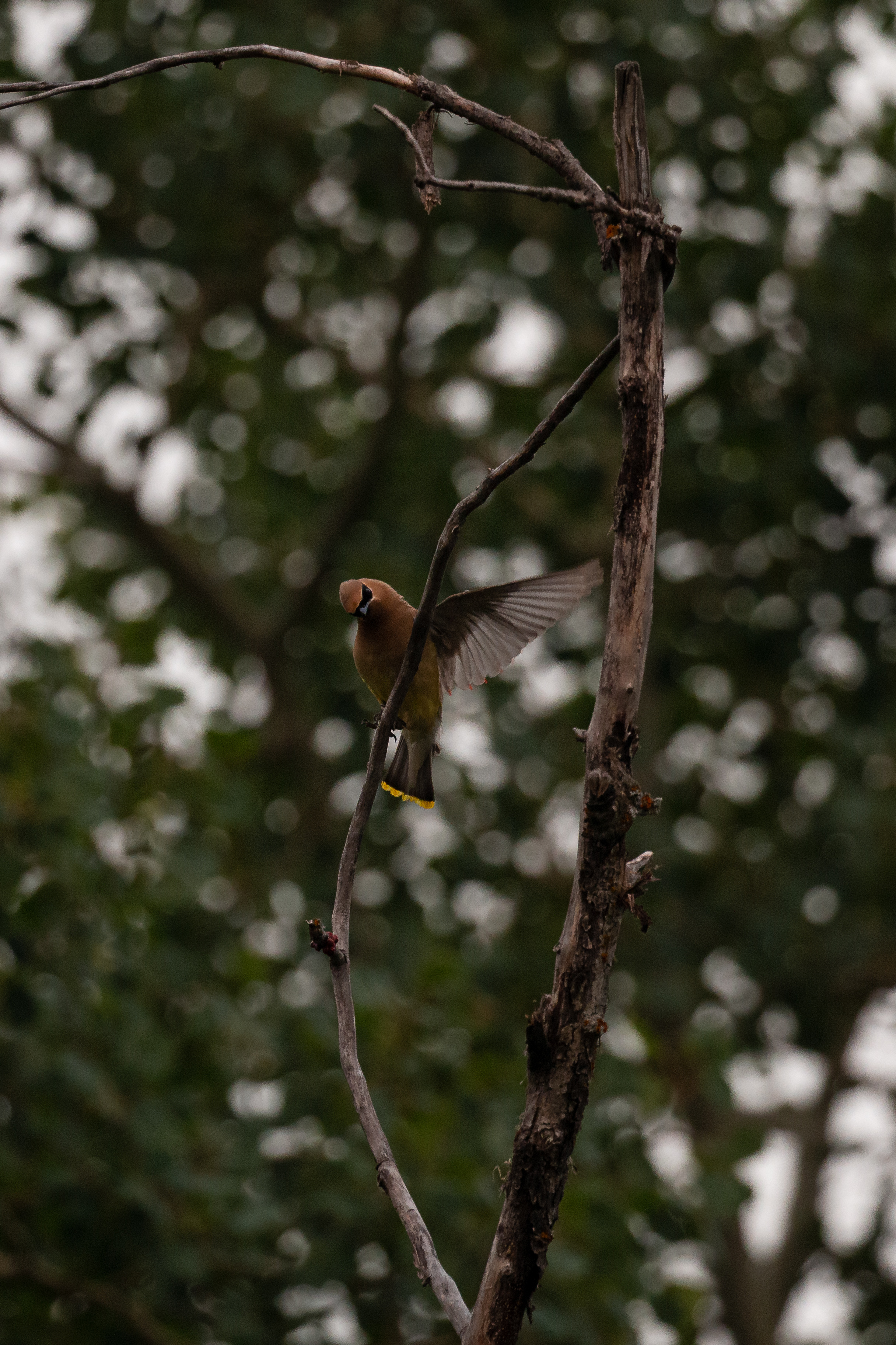 waxing 2021-08-15- MG 7873-71