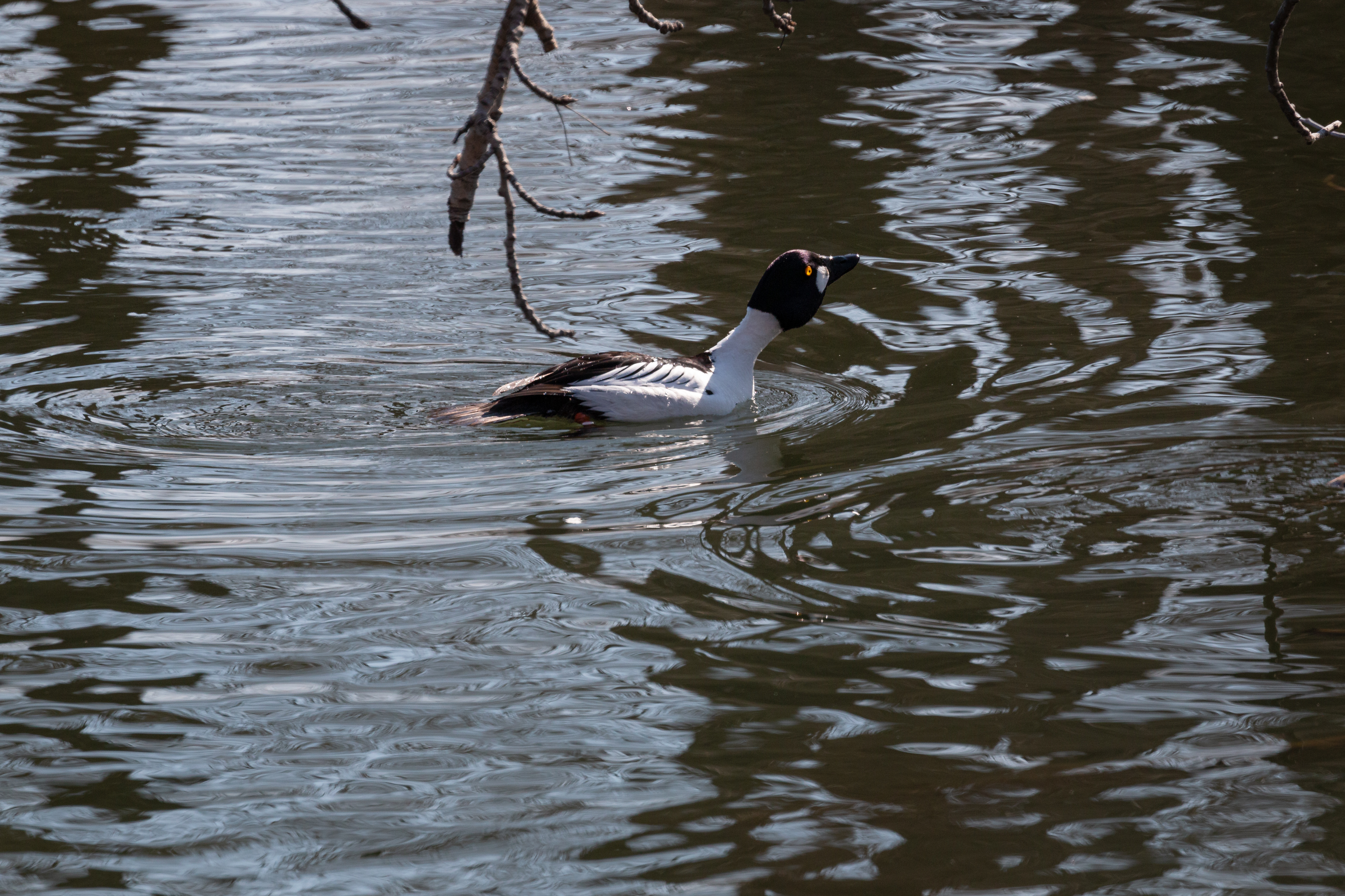 common-goldeneye-2022-04-23- MG 2274-15