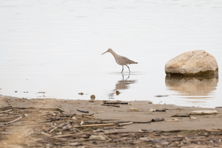 willet-1-2022-05-07- MG 3438-5