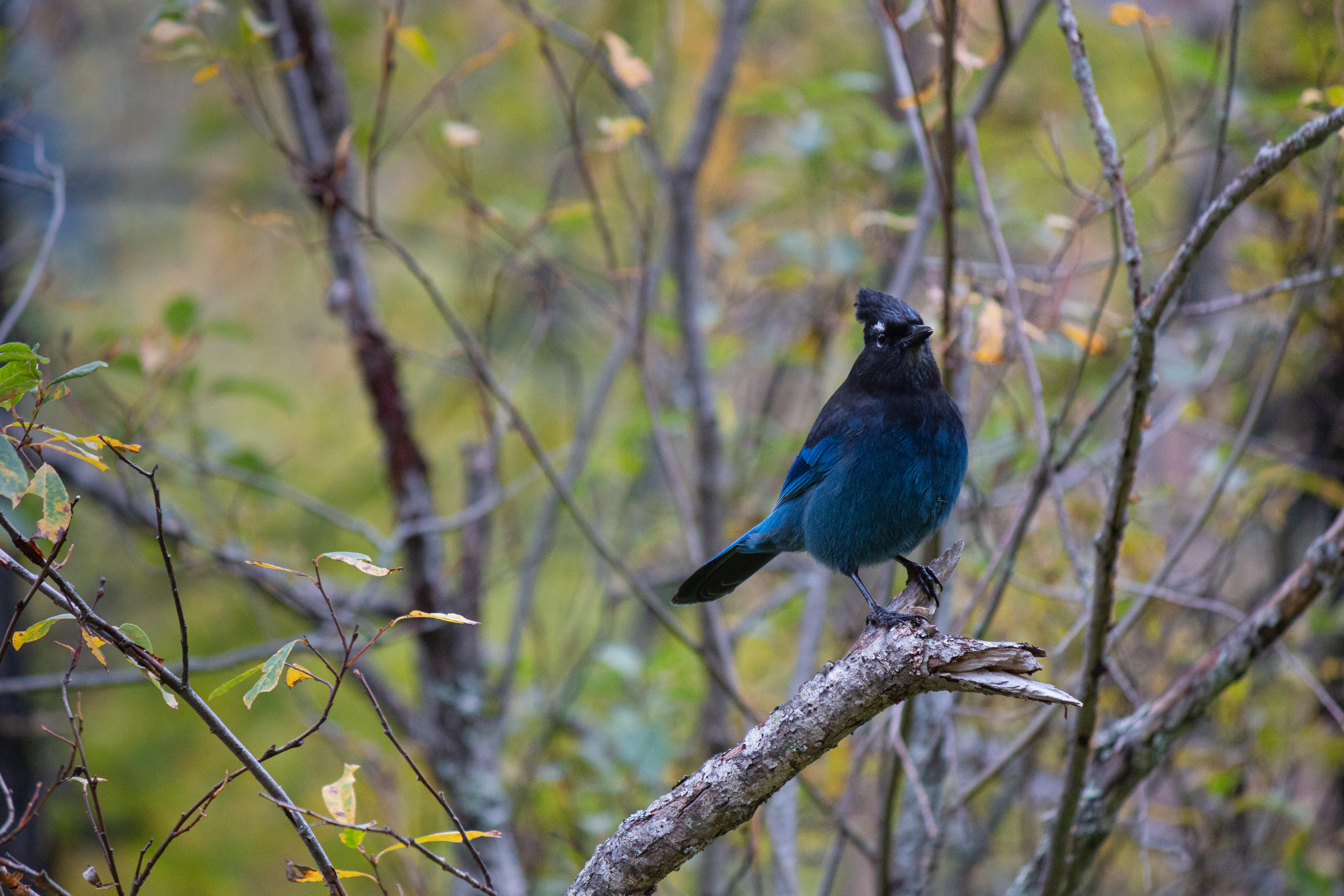 stellars-jay-1-2021-09-25