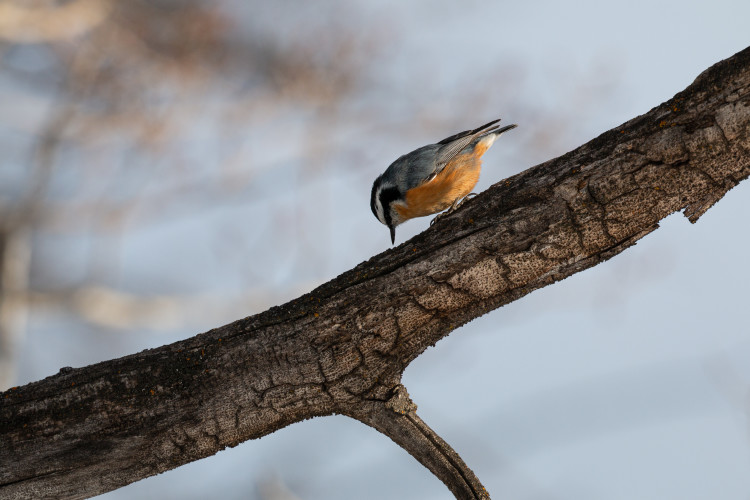 red-breasted-nuthatch-2-2022-12-30