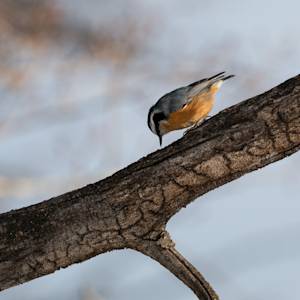 red-breasted-nuthatch-2-2022-12-30