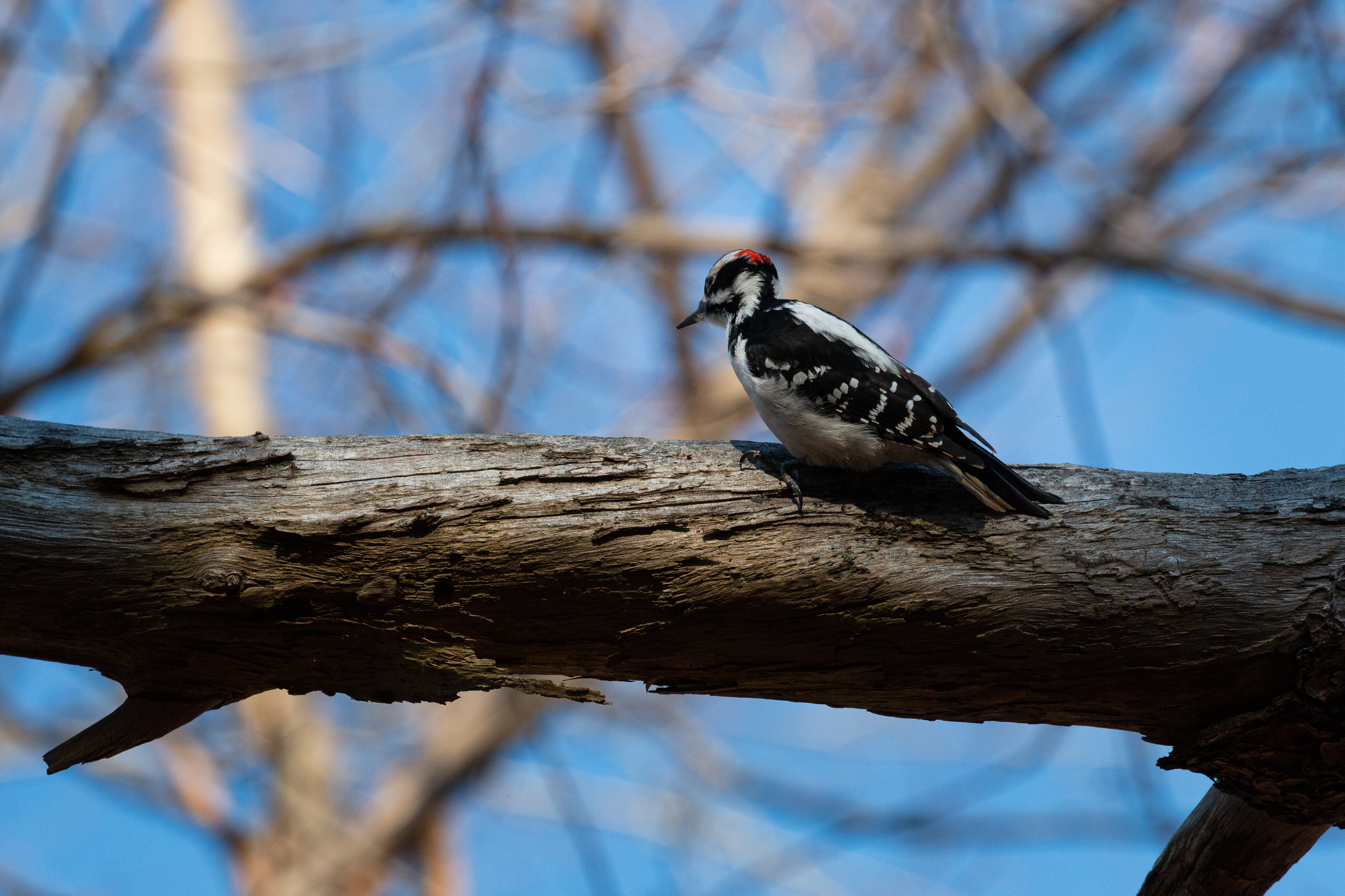 hairy-2020-11-28- MG 4063-30