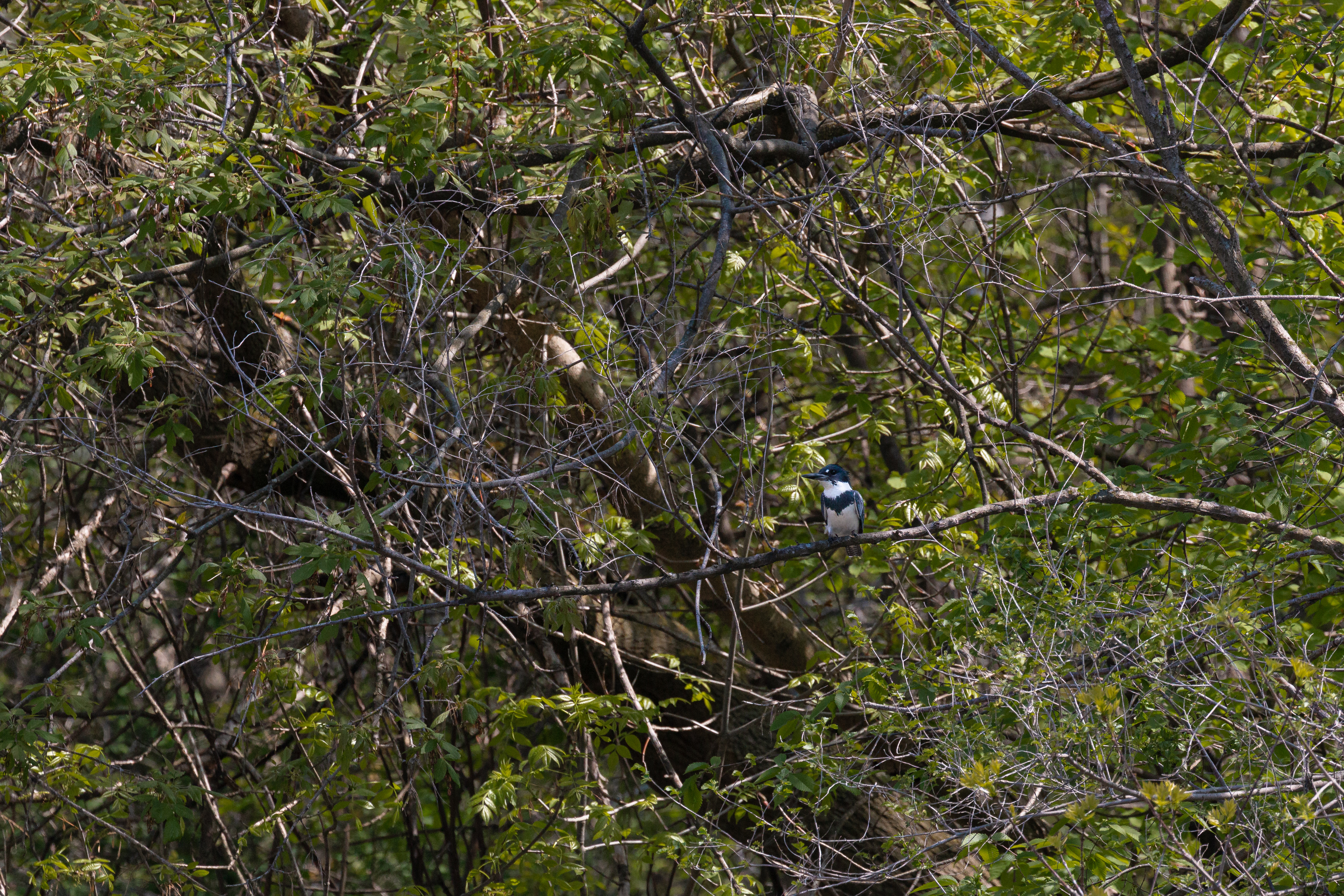 kinfisher-4-2021-05-16- MG 6003-36