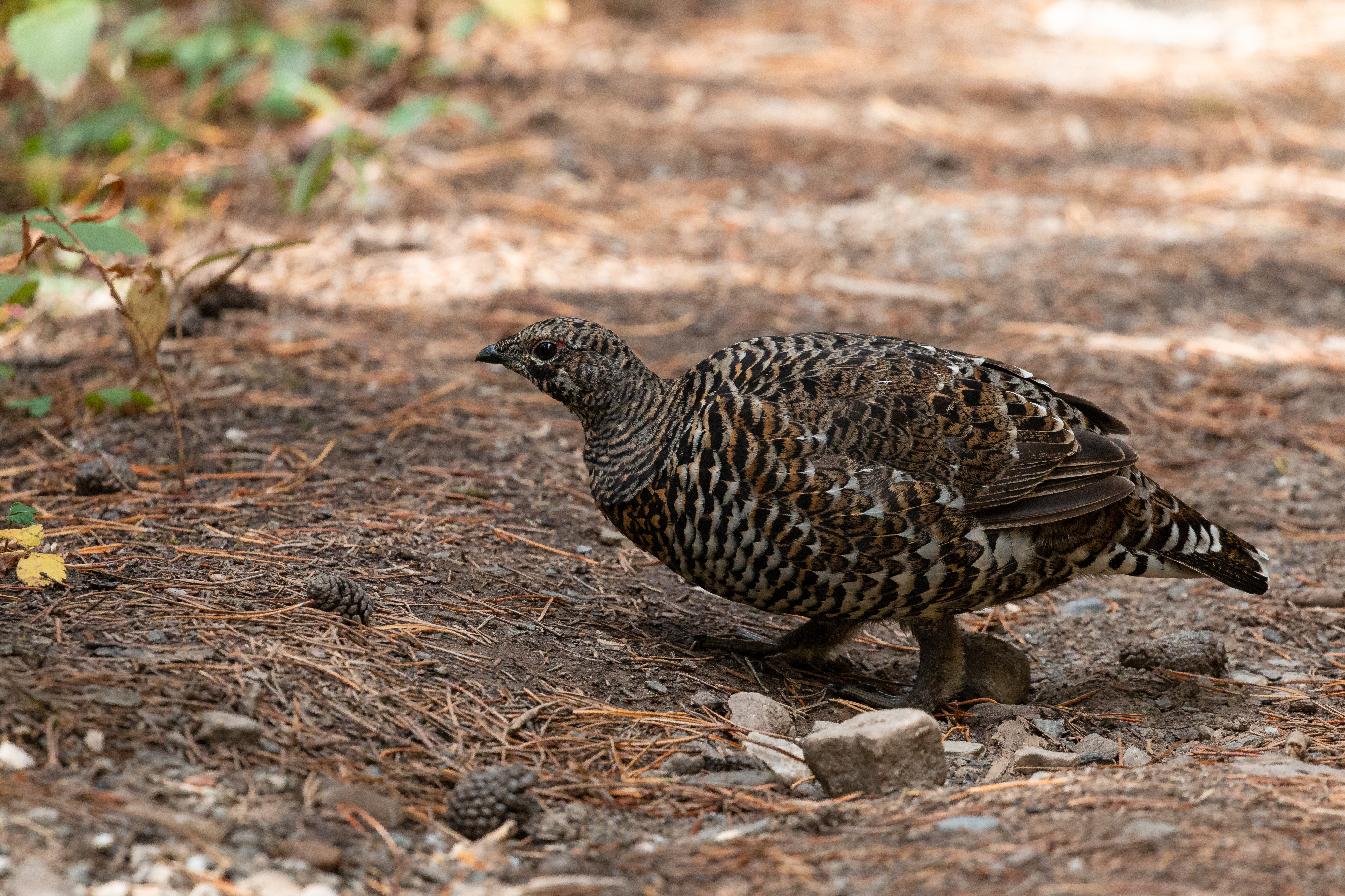 spruce grouse 2022-09-24- MG 6396-51