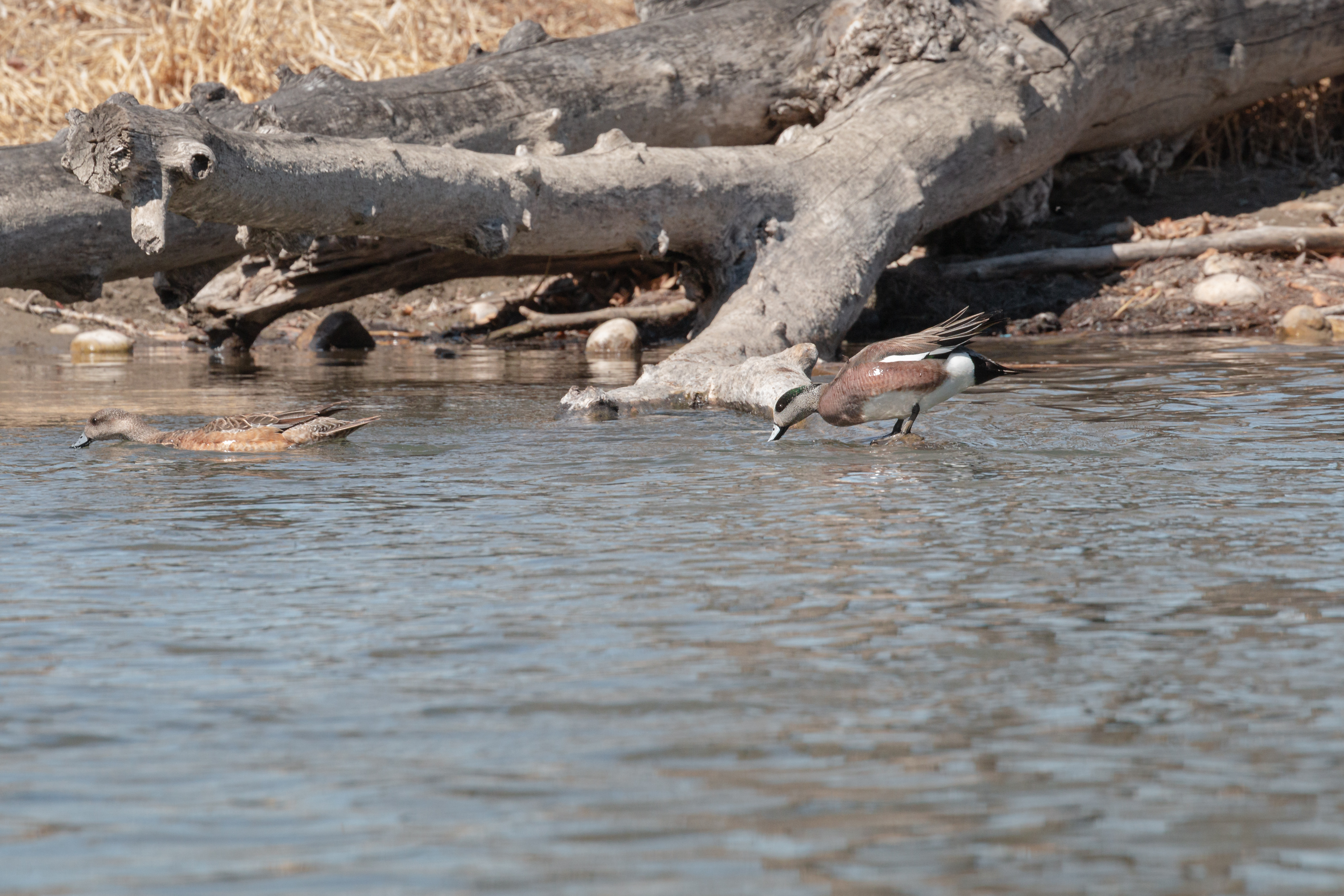 american-wigeon-2022-04-23- MG 2570-8
