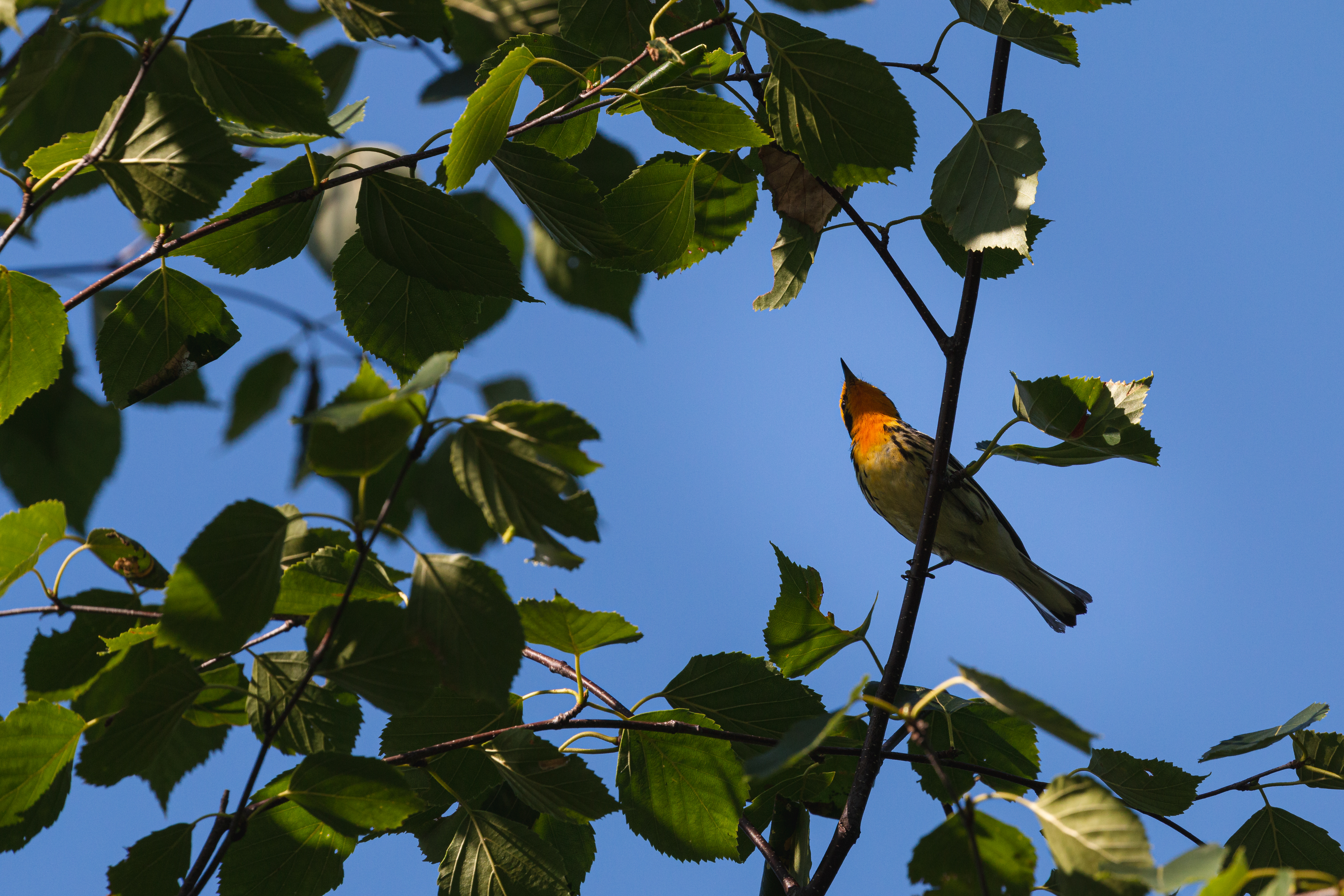 blackburnian-warbler-2021-07-07- MG 6990-65