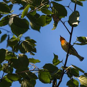 blackburnian-warbler-2021-07-07- MG 6990-65