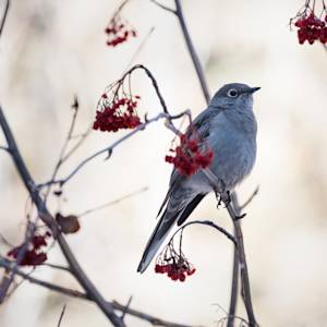 townsend-solitaire-2022-02-12- MG 1484-19