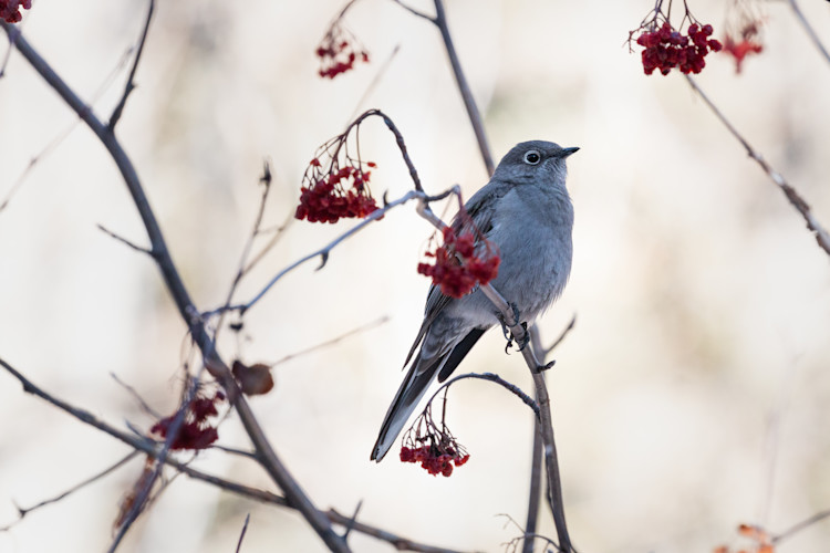 townsend-solitaire-2022-02-12- MG 1484-19