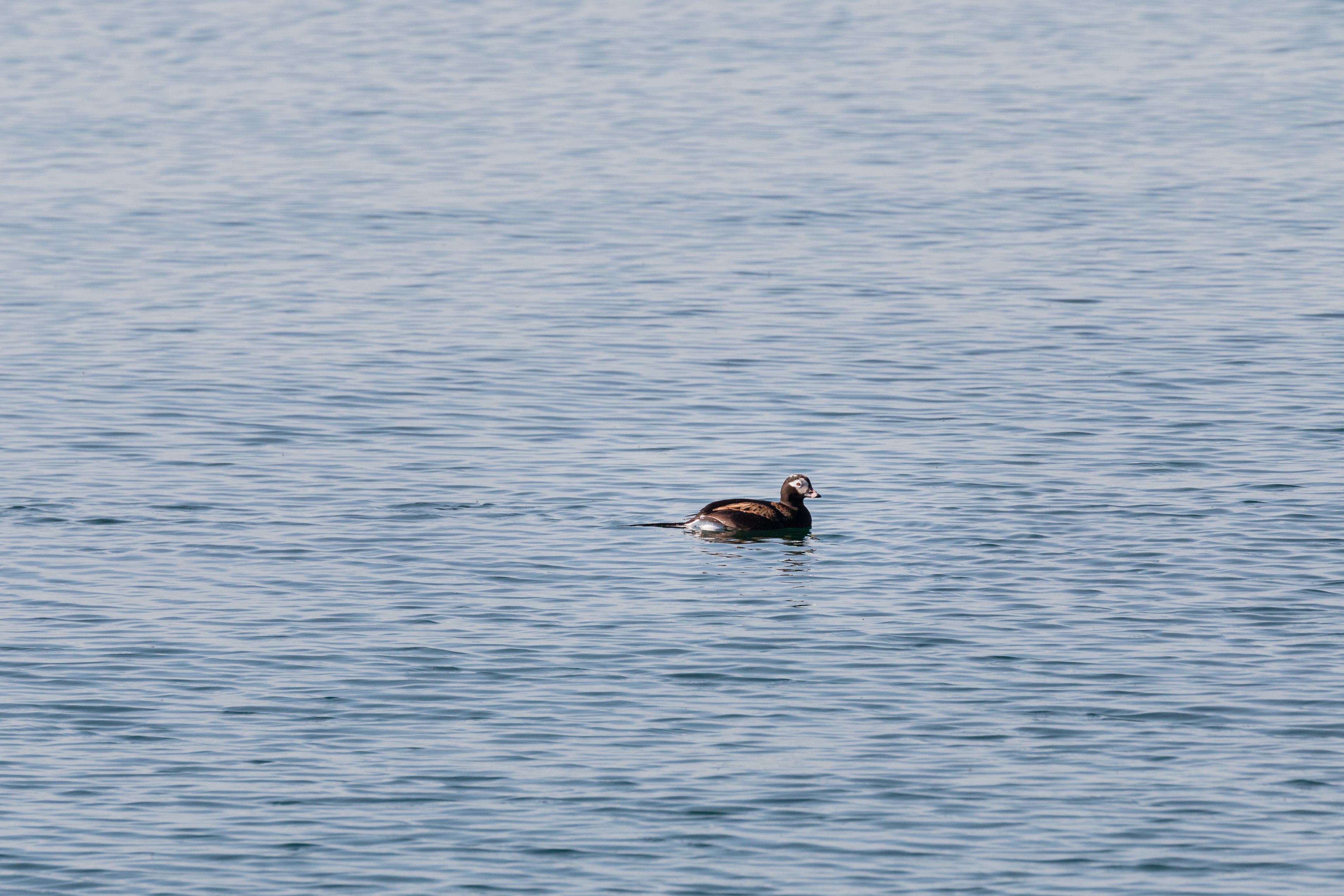 long-tailed-2021-05-15- MG 5490-23