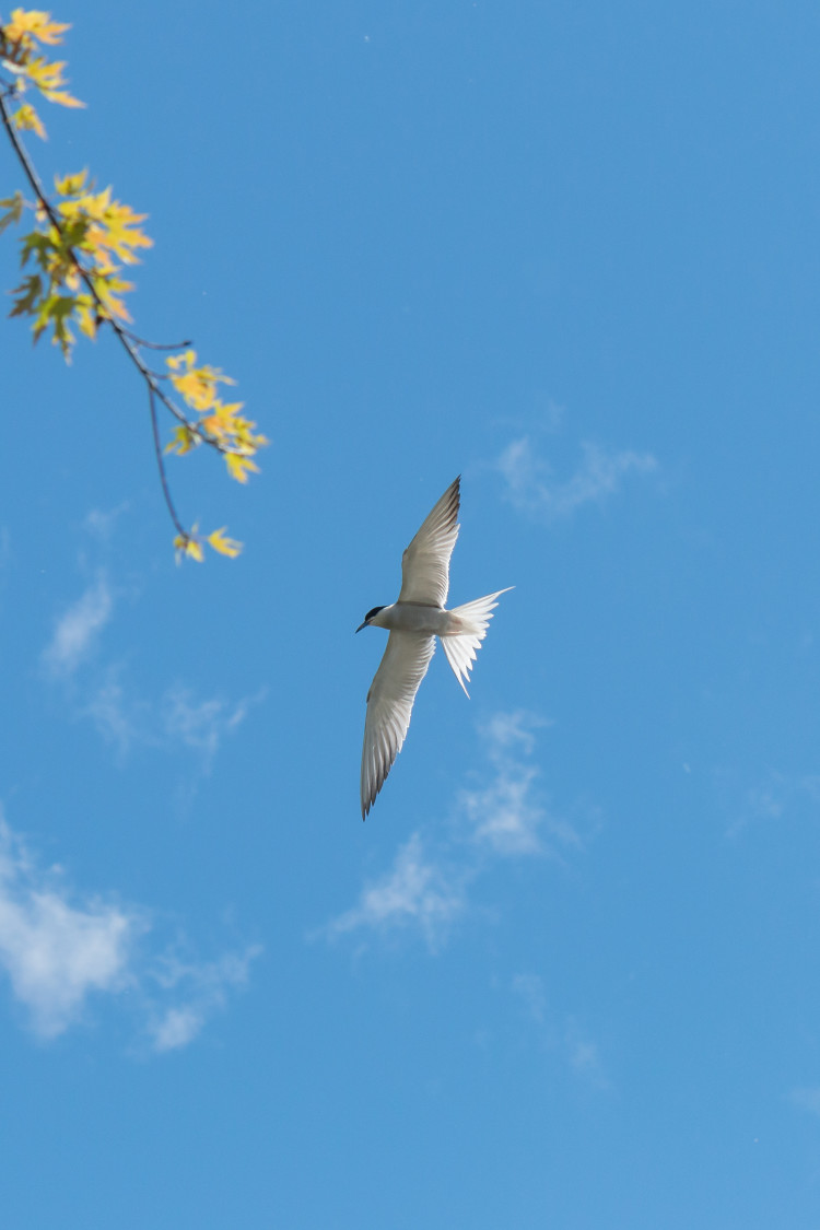 common-tern-2020-06-13- MG 3932-145