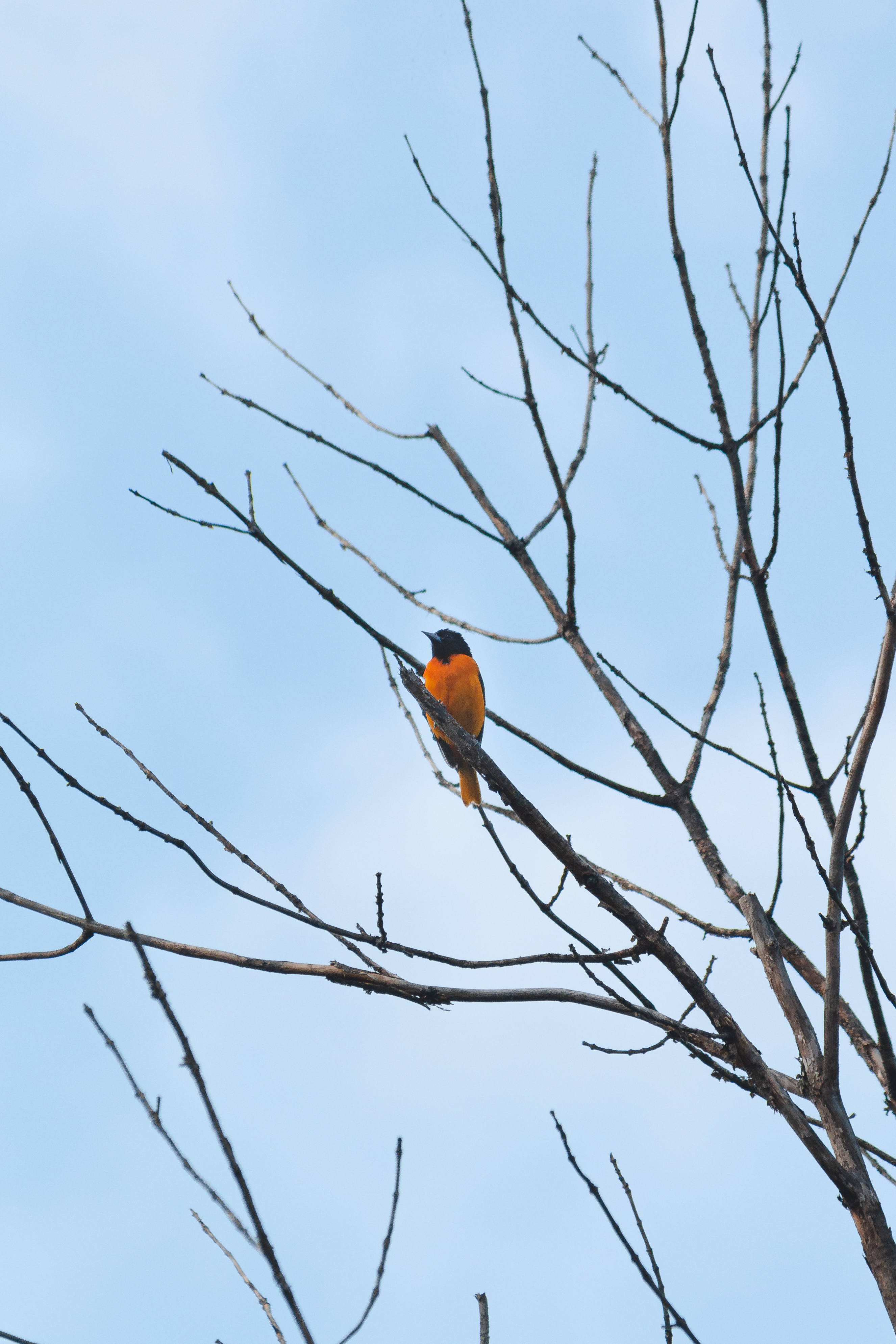 oriole-1-2020-06-30