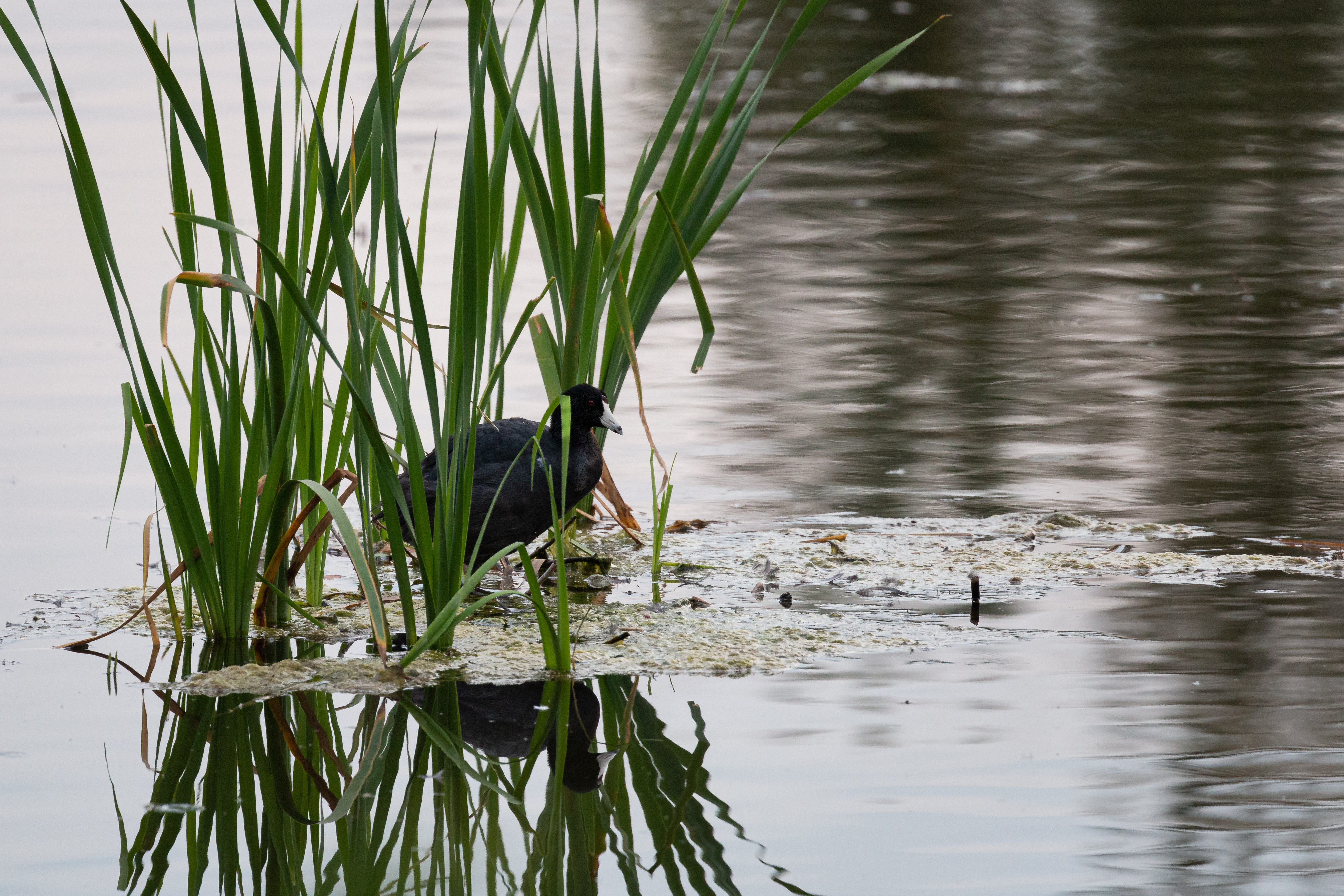 coot-2022-08-09- MG 5064-8