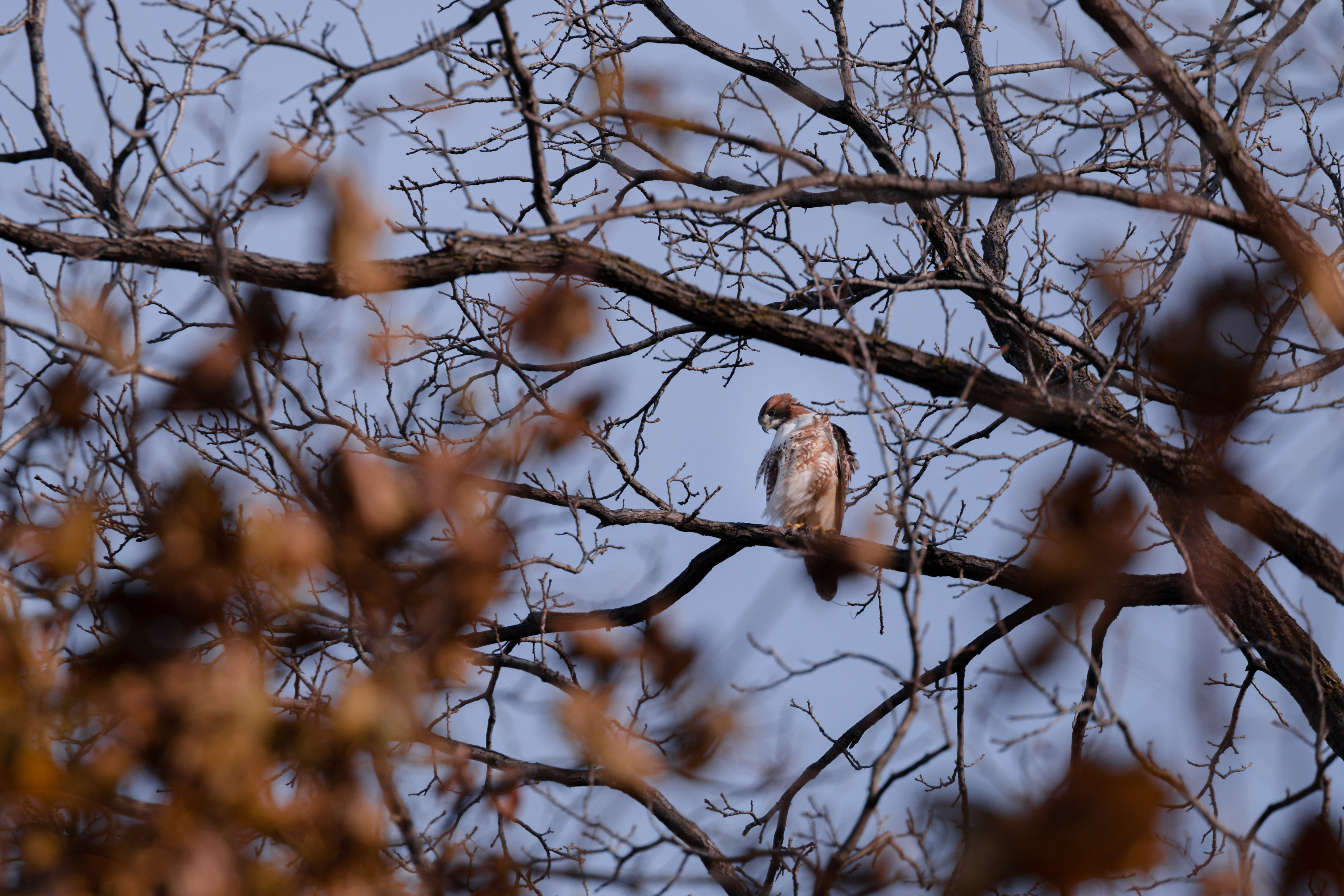 red-tailed-hawk-3-2020-11-07- MG 3764-7