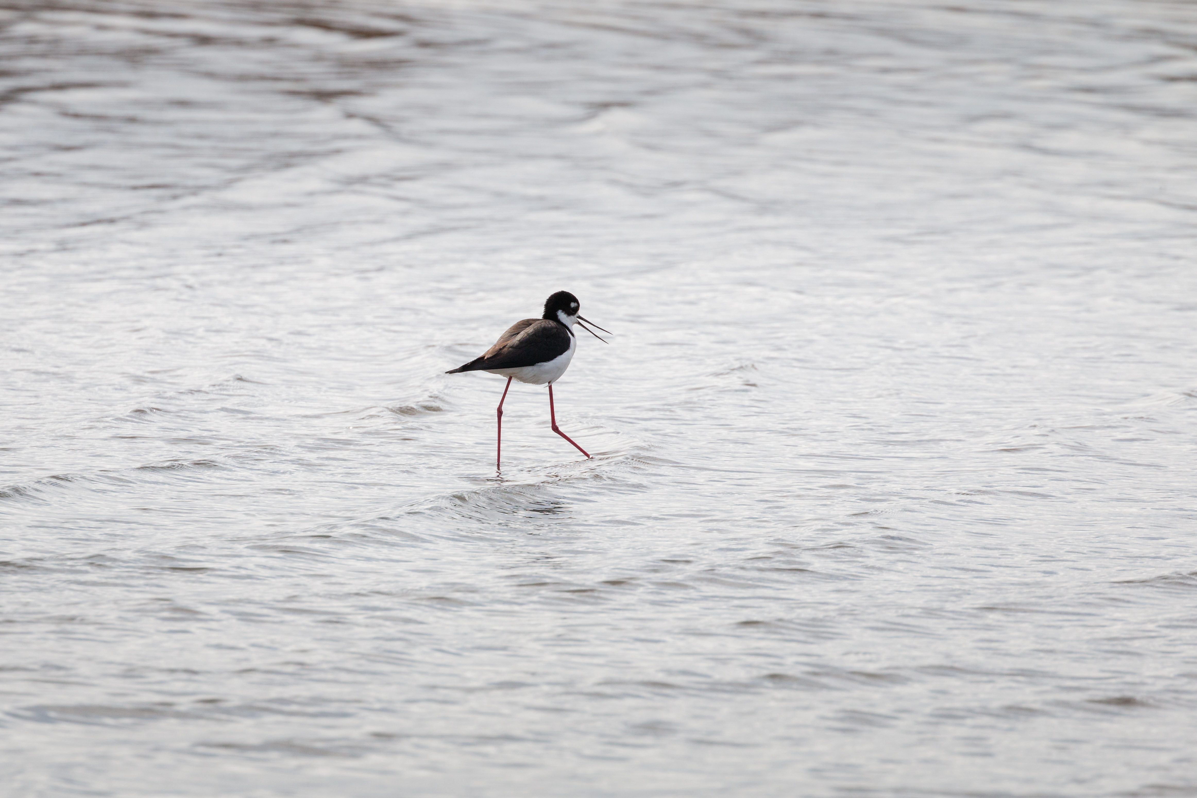 Black-necked-stilt-3-2022-05-07- MG 3164-5