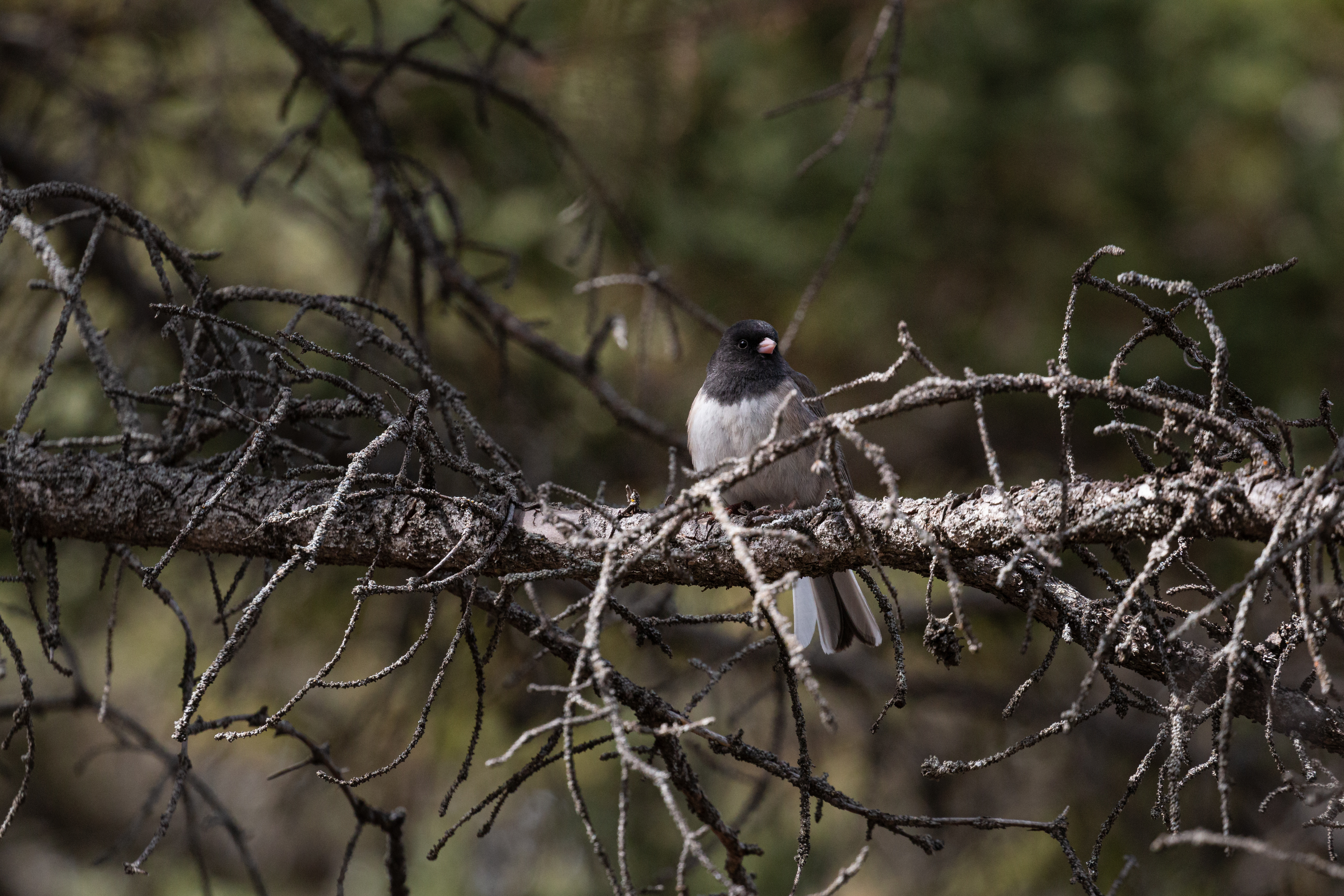 junco-2022-04-03- MG 2137-11