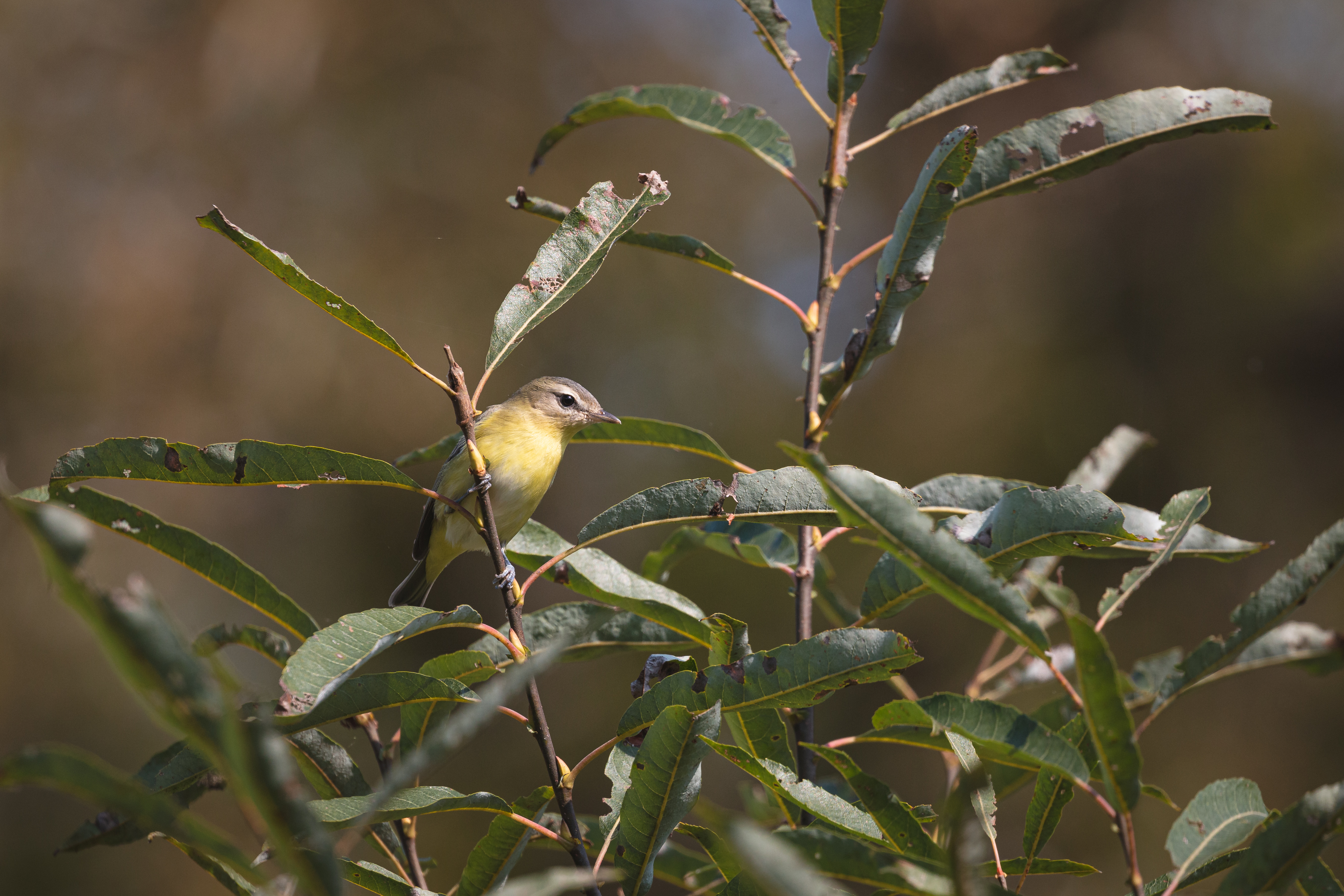 vireo 2020-09-26- MG 2436-1