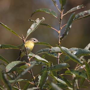 vireo 2020-09-26- MG 2436-1
