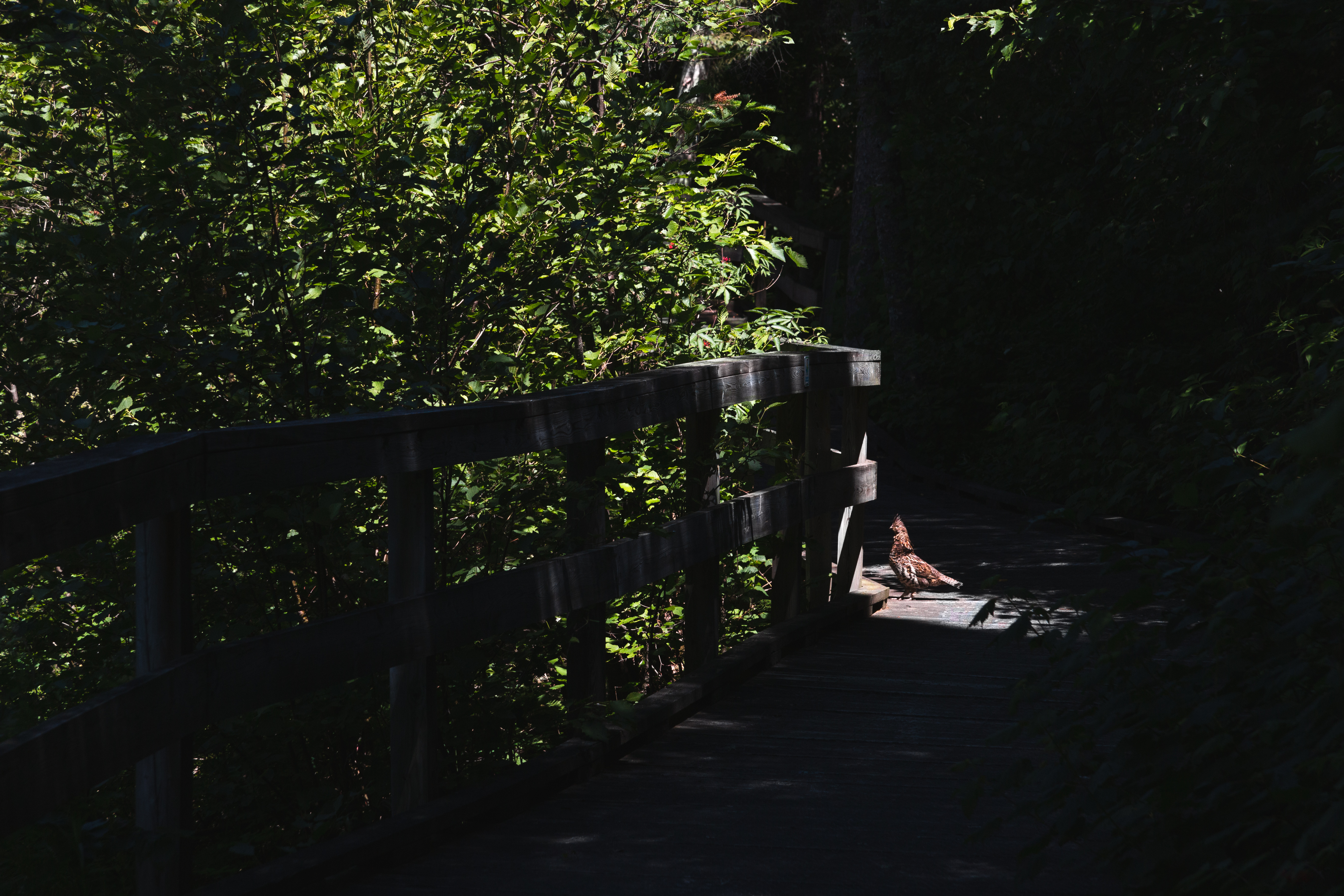 ruffed grouse 2021-07-07- MG 6873-5