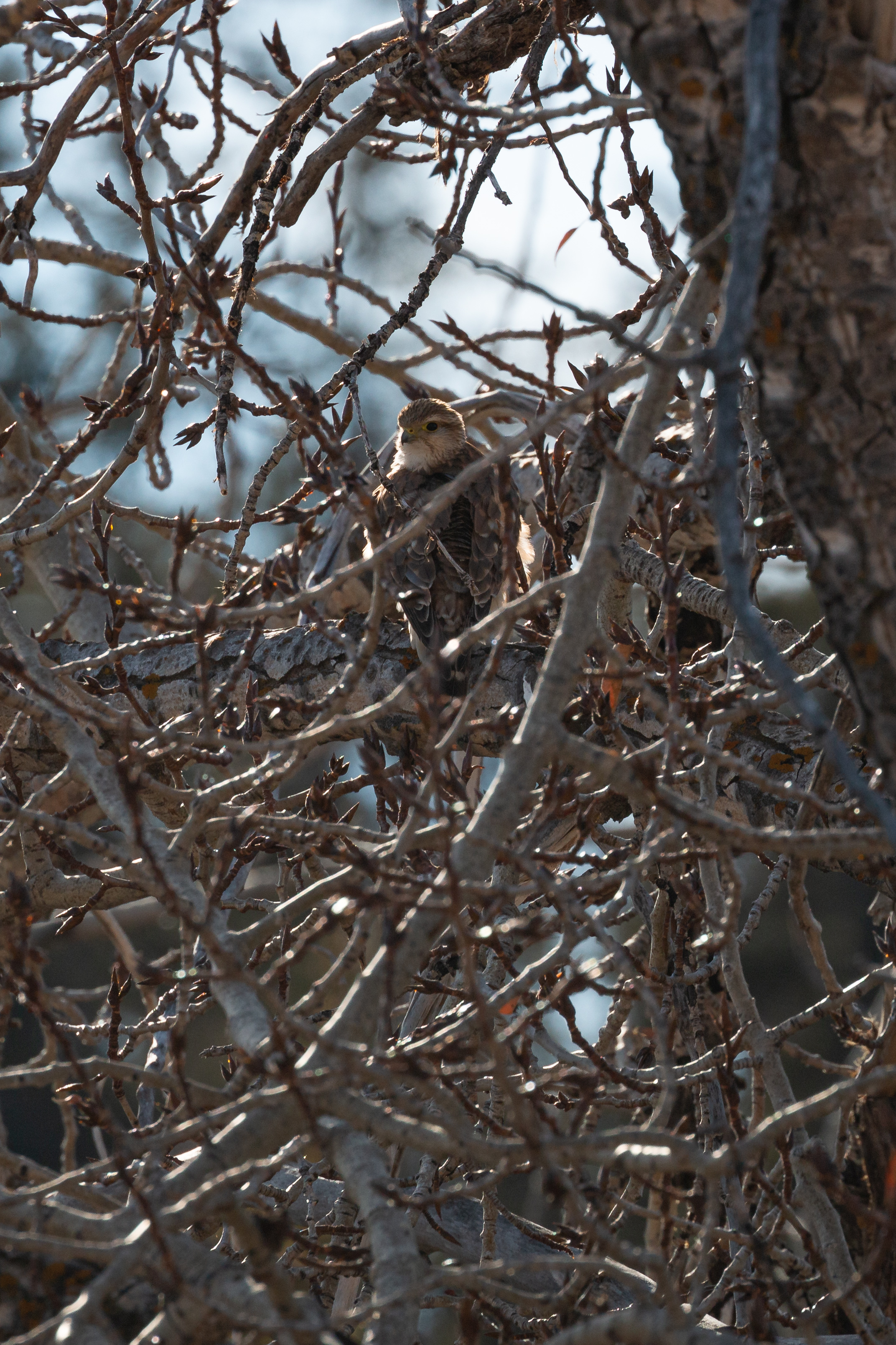 prairie-falcon-4-2022-02-12- MG 1523-24