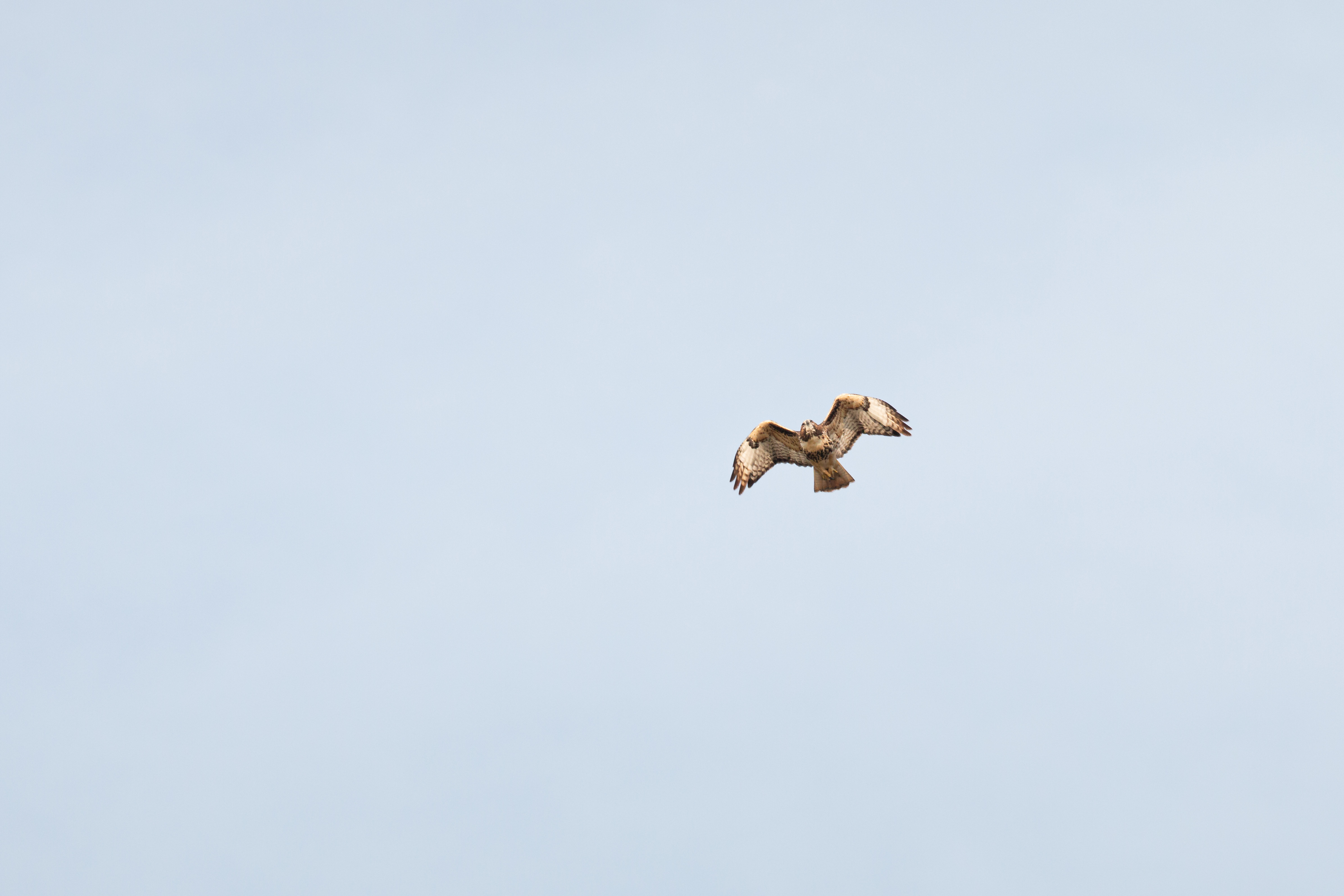 red-tailed-hawk-4-2021-09-05- MG 0157-35