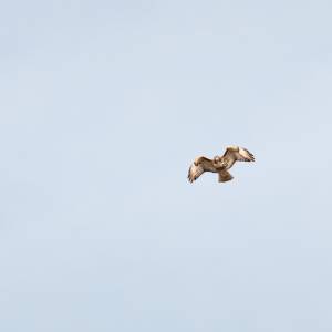red-tailed-hawk-4-2021-09-05- MG 0157-35