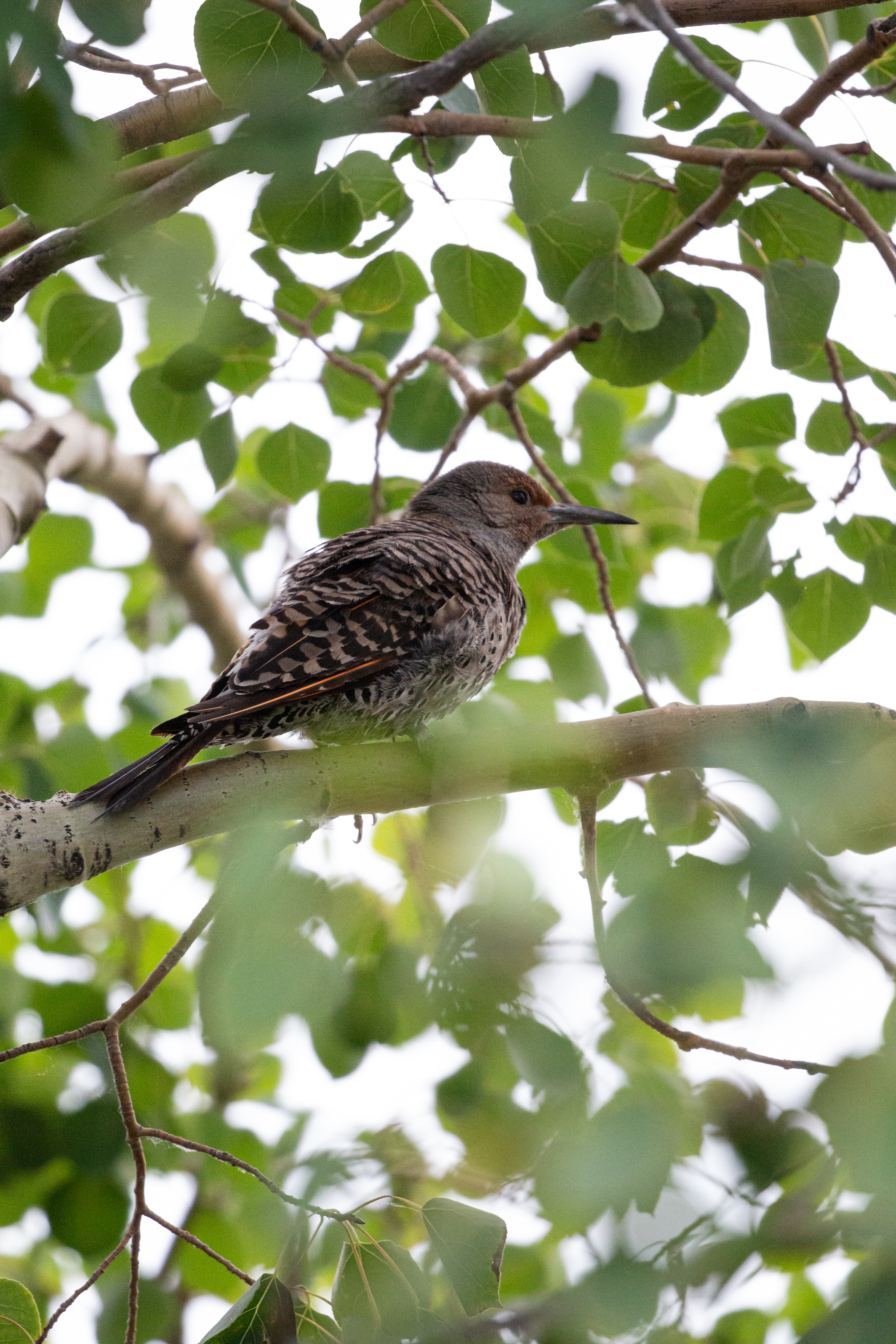 flicker-2-2022-08-09- MG 5198-30