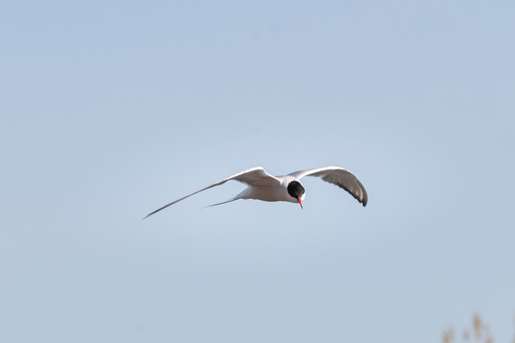 common-tern-2021-05-15- MG 5451-6