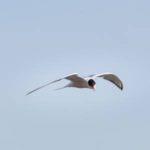 common-tern-2021-05-15- MG 5451-6