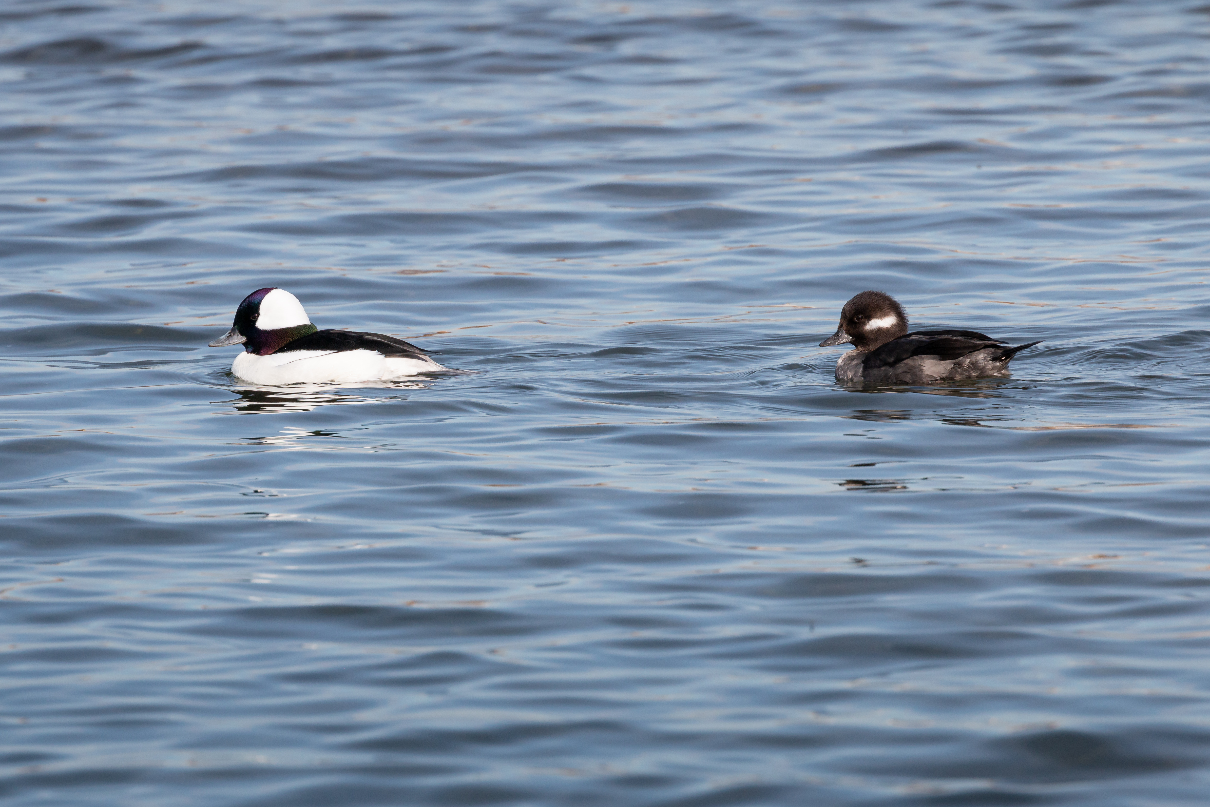 bufflehead-2022-03-26- MG 1811-59