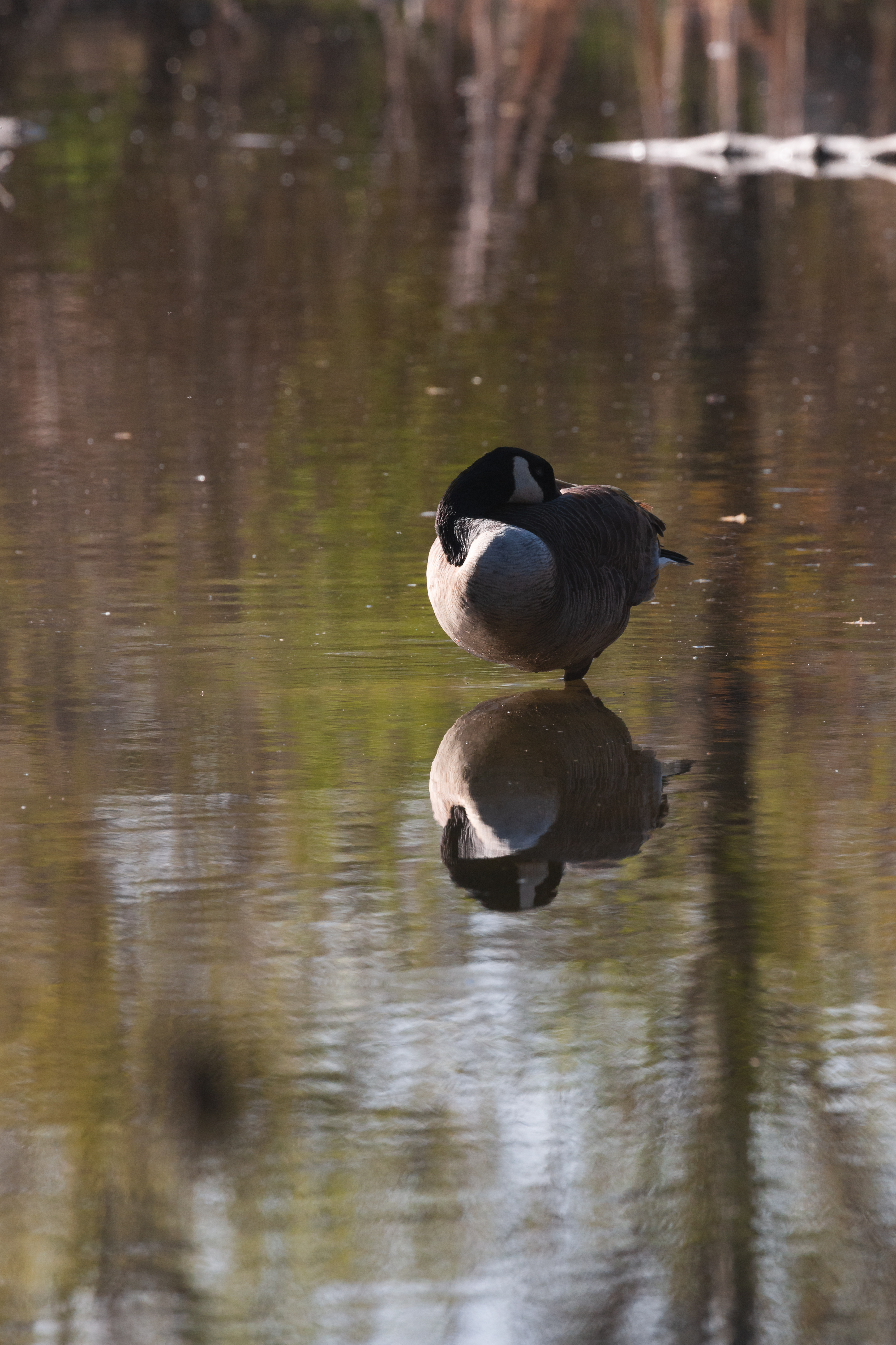 canada-goose-2021-05-15- MG 5303-17