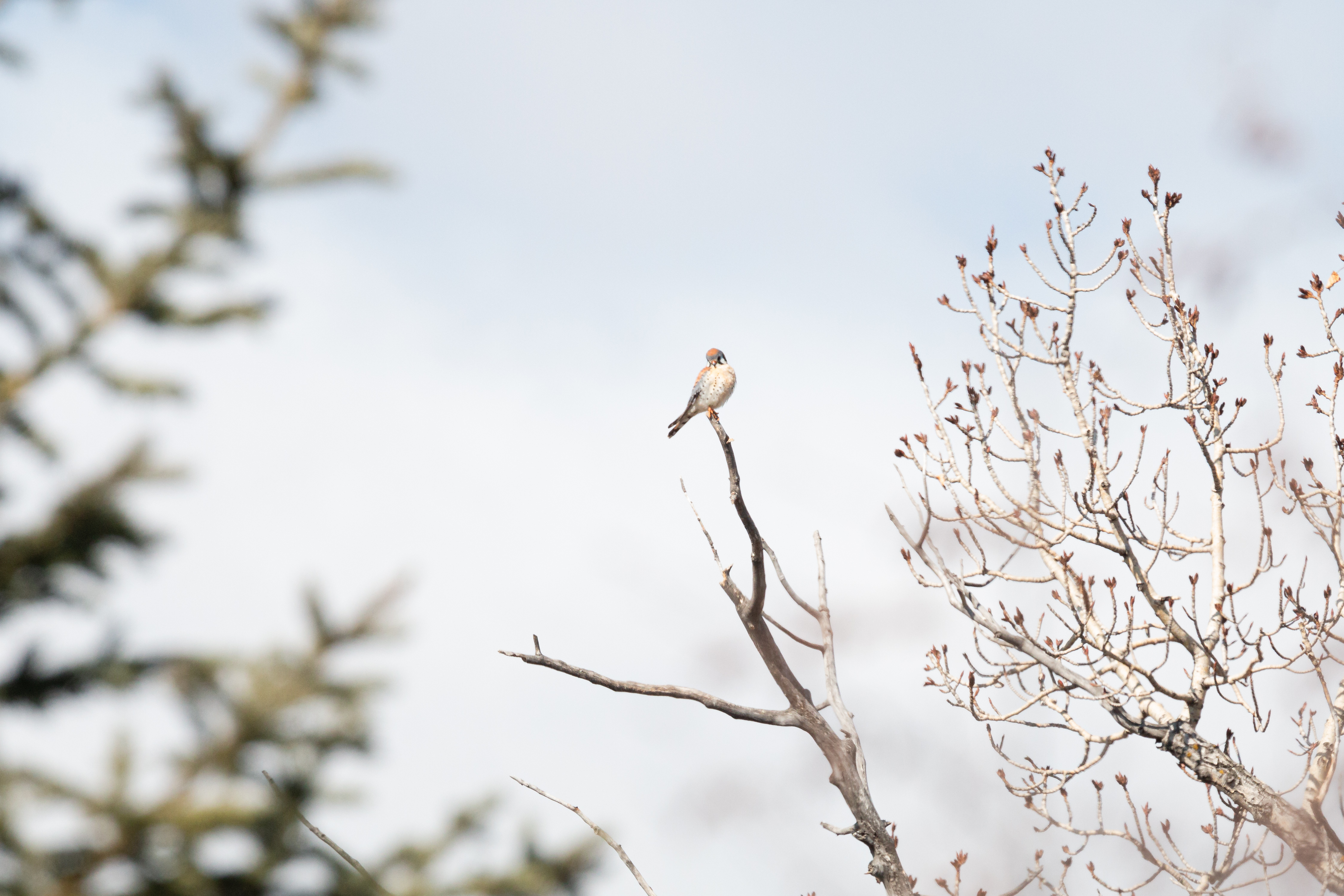 american-kestrel-4-2022-04-23- MG 2390-36
