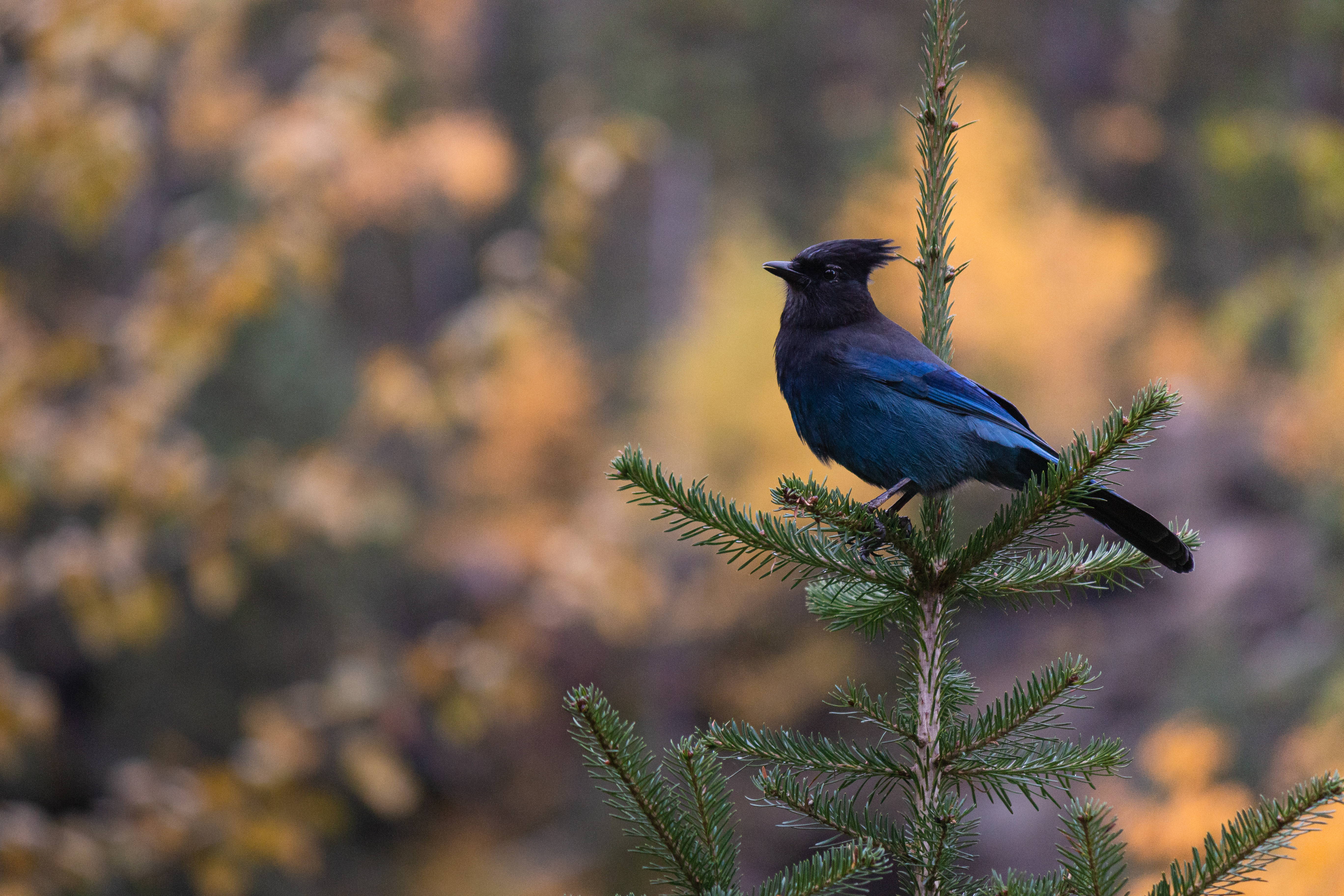 stellars-jay-2-2021-09-25