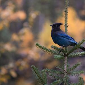 stellars-jay-2-2021-09-25