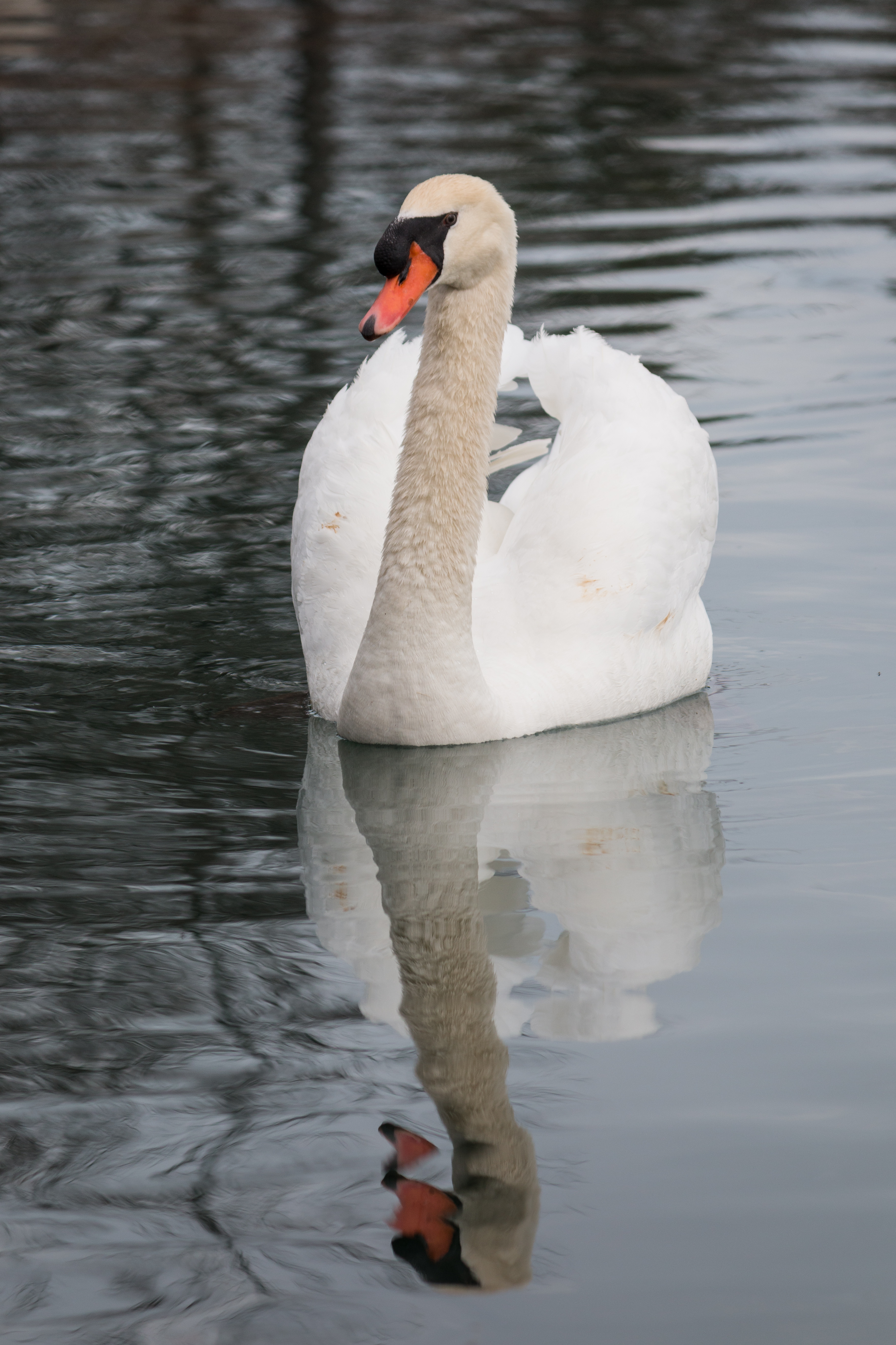 mute-swan-csspark-227-11