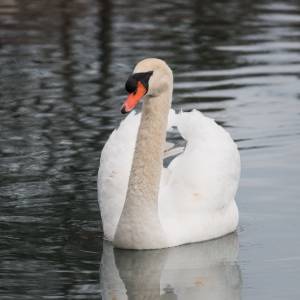 mute-swan-csspark-227-11