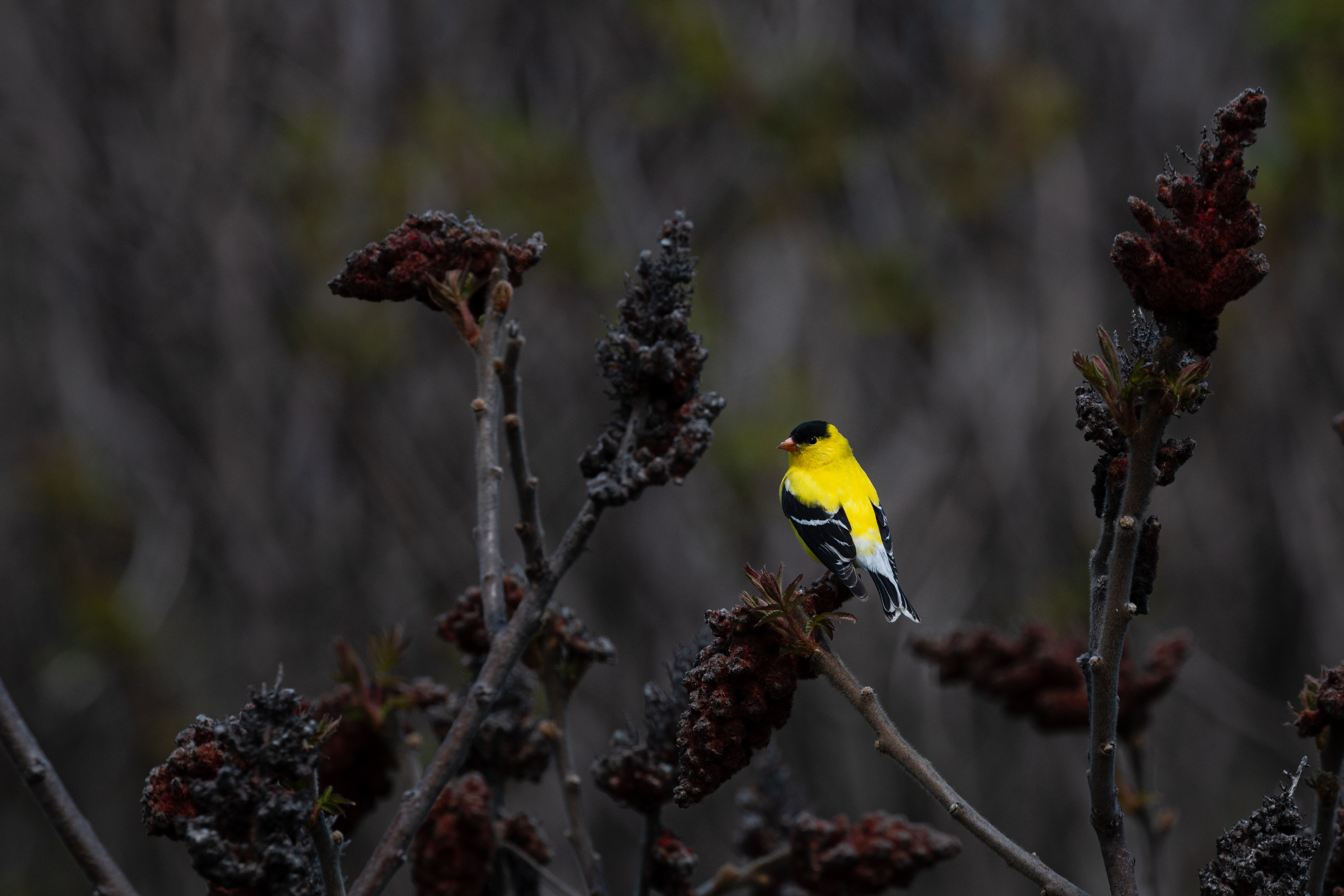 American-Goldfinch-9-2021-05-16