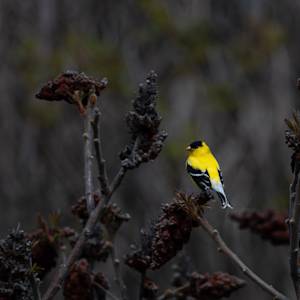American-Goldfinch-9-2021-05-16