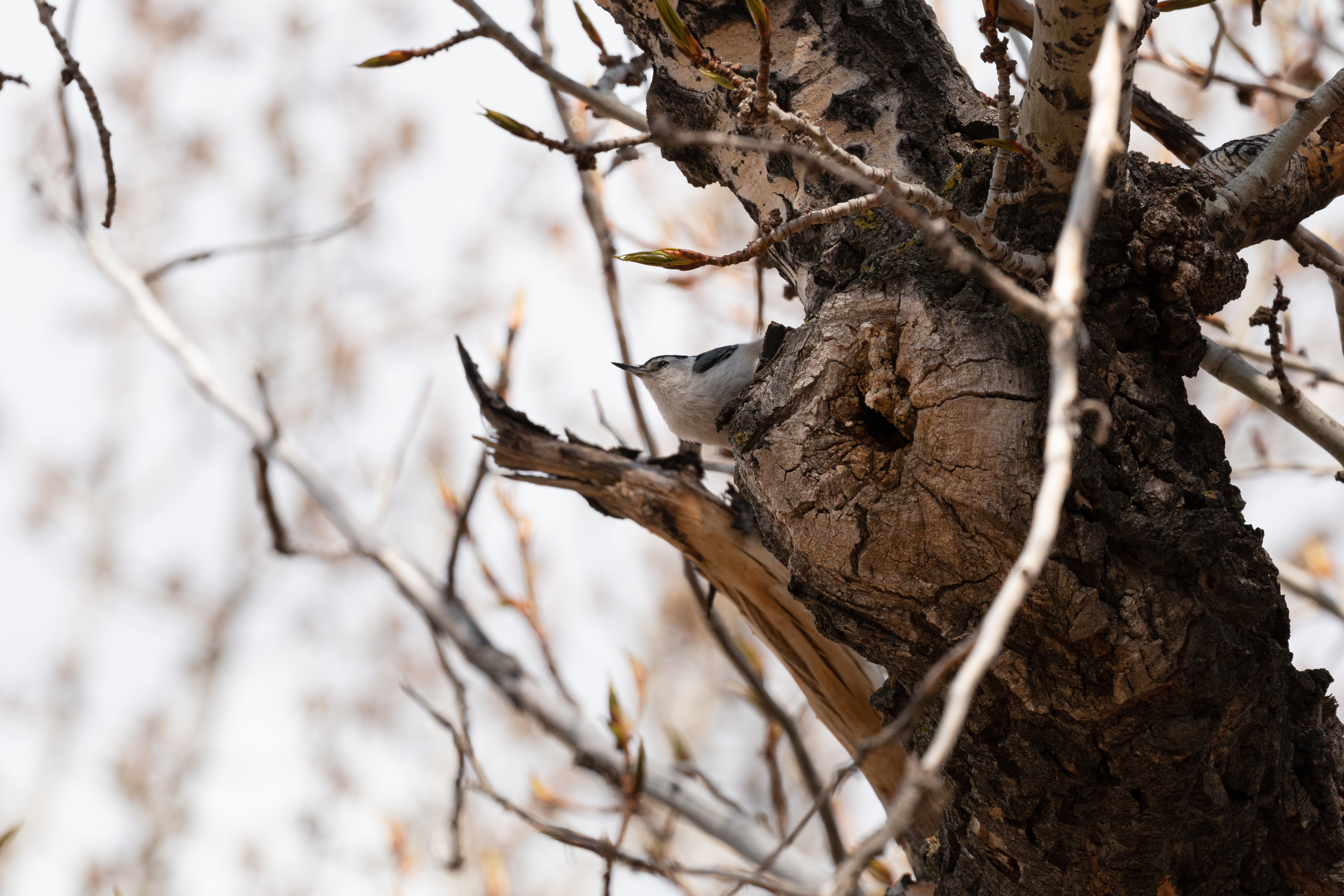 white-breasted-nuthatch-3-2022-05-02